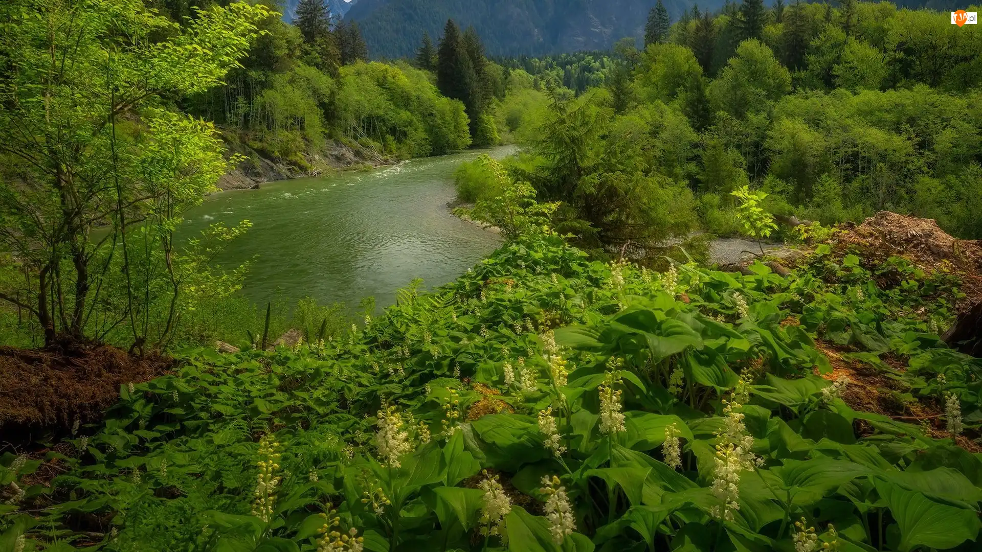 Kwiaty, Rzeka, Drzewa, Stan Waszyngton, Snoqualmie River, Krzewy, Stany Zjednoczone, Roślinność