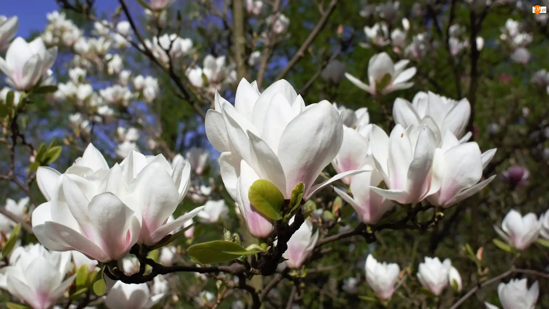 Magnolie, Kwitnące, Białe