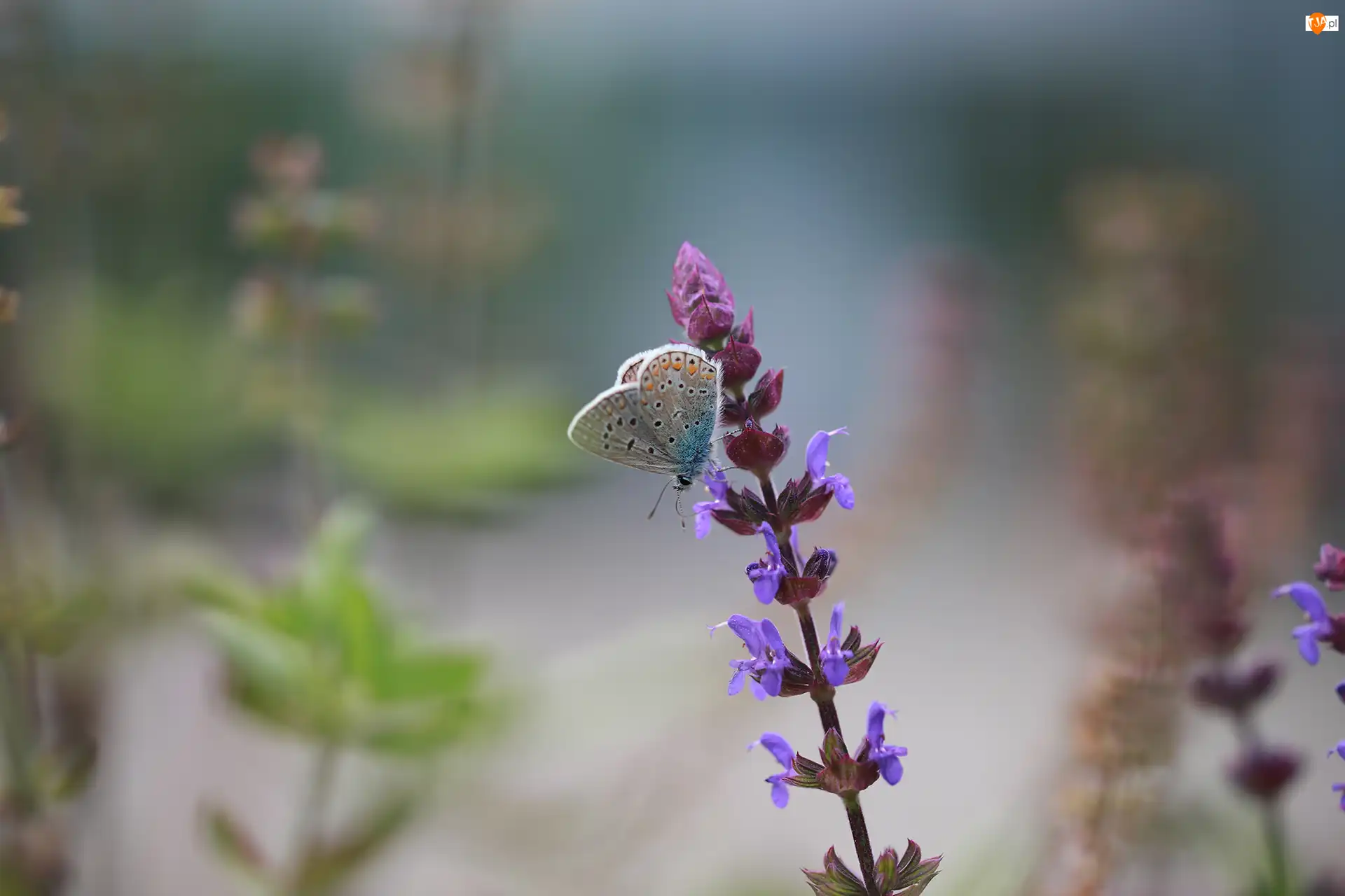 Kwiat, Motyl, Modraszek ikar, Owad