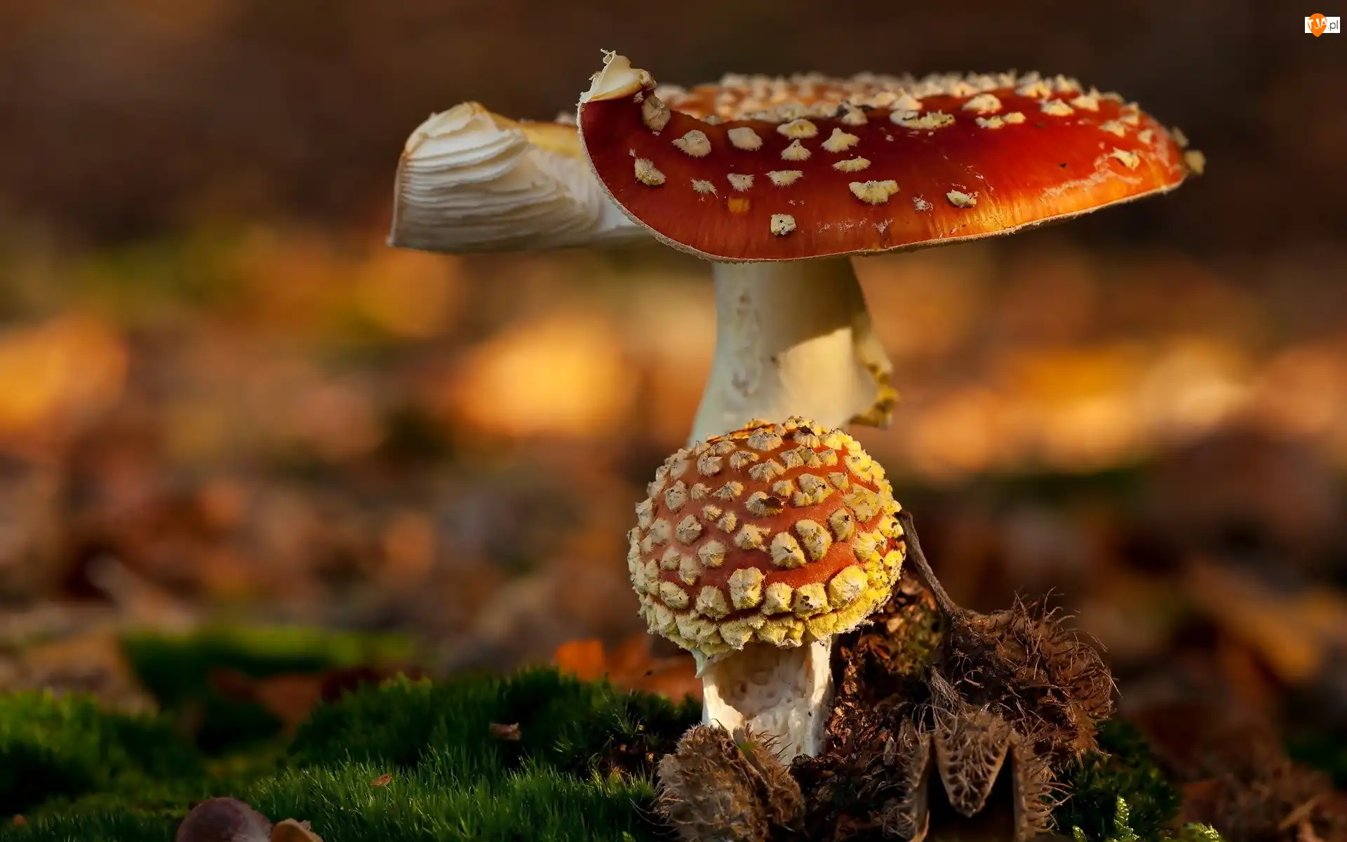 Muchomory, Makro, Grzyby
