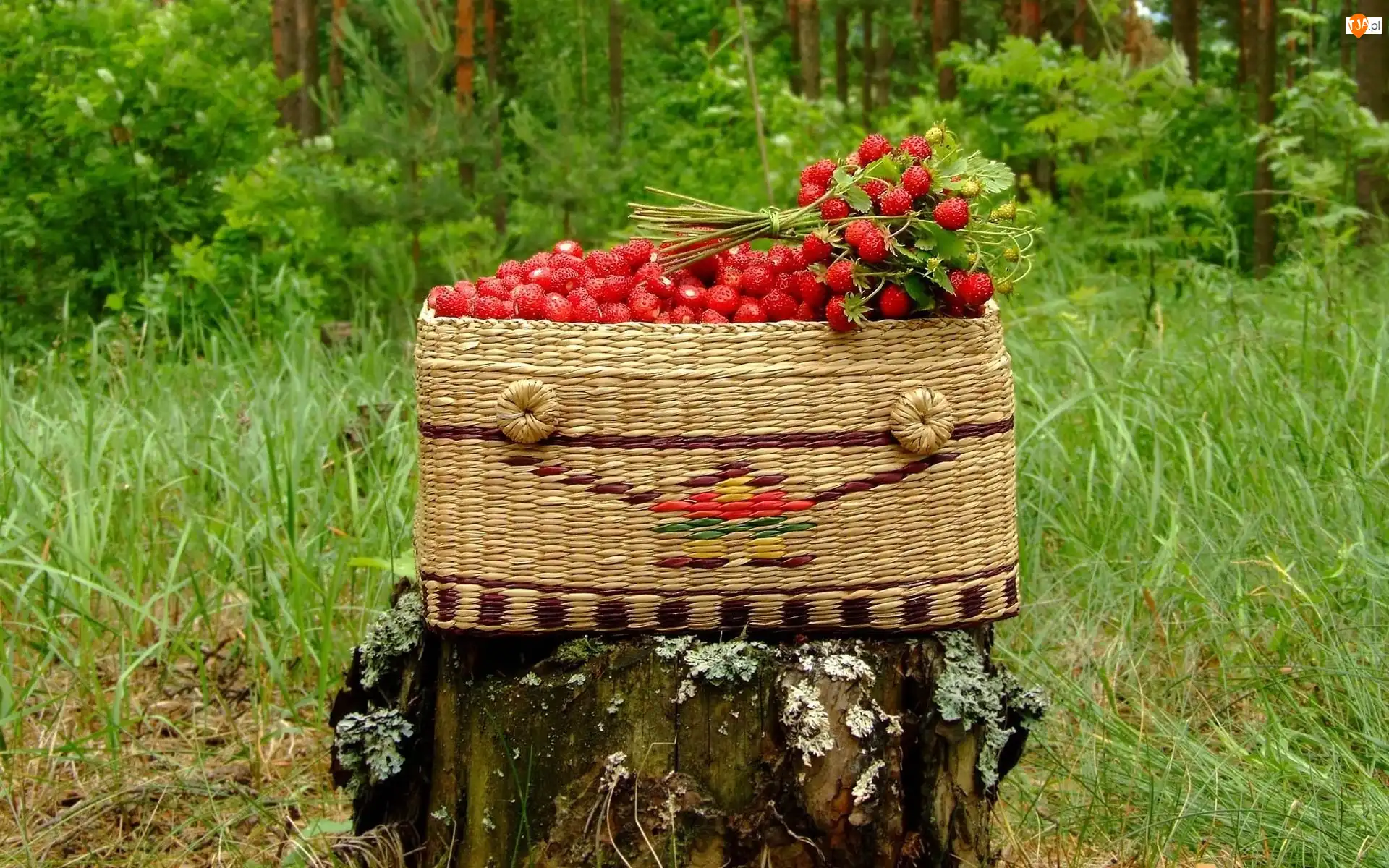 Kosz, Poziomki, Wiklinowy, Pień, Owoce