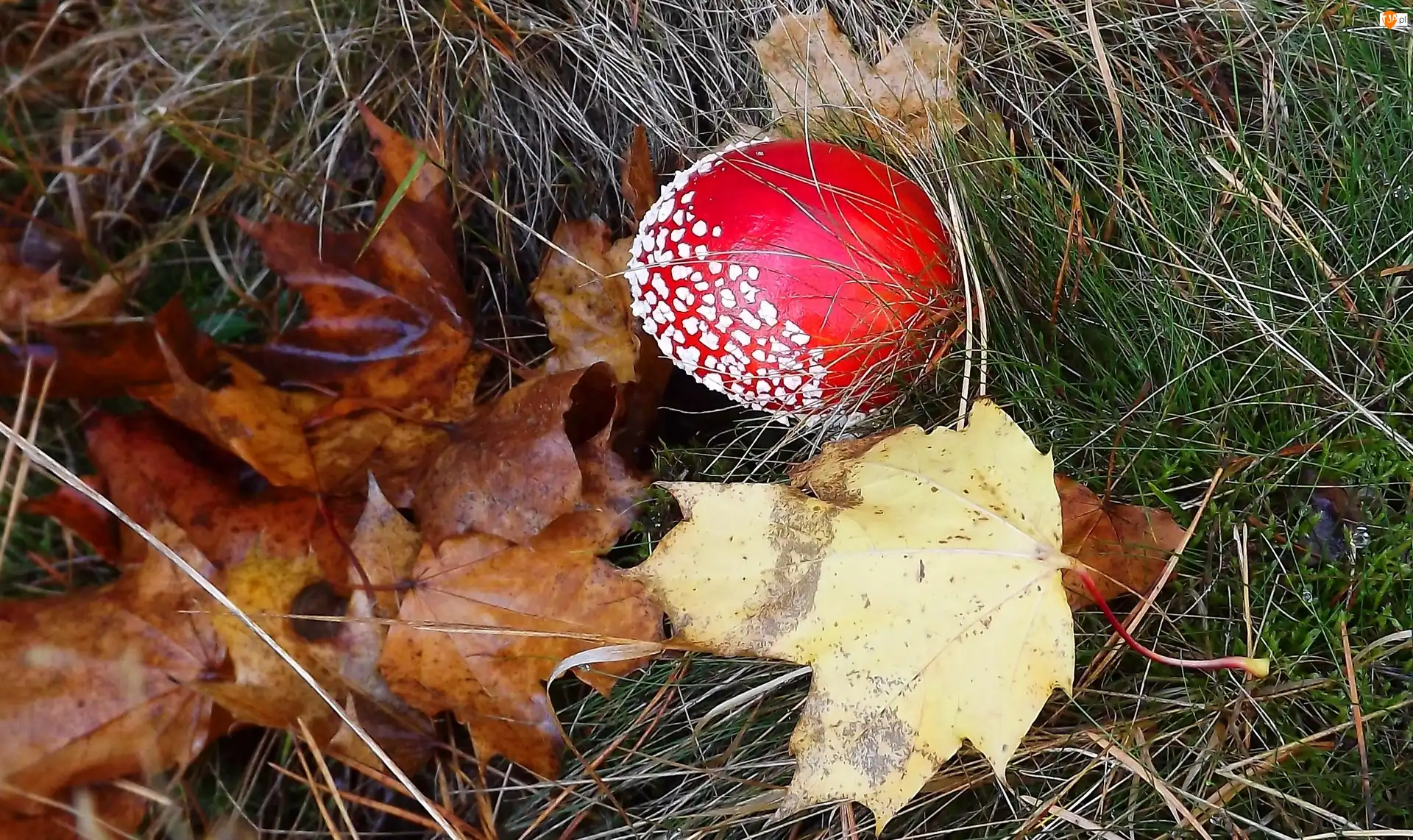 Liście, Czerwony, Muchomor, Brązowe