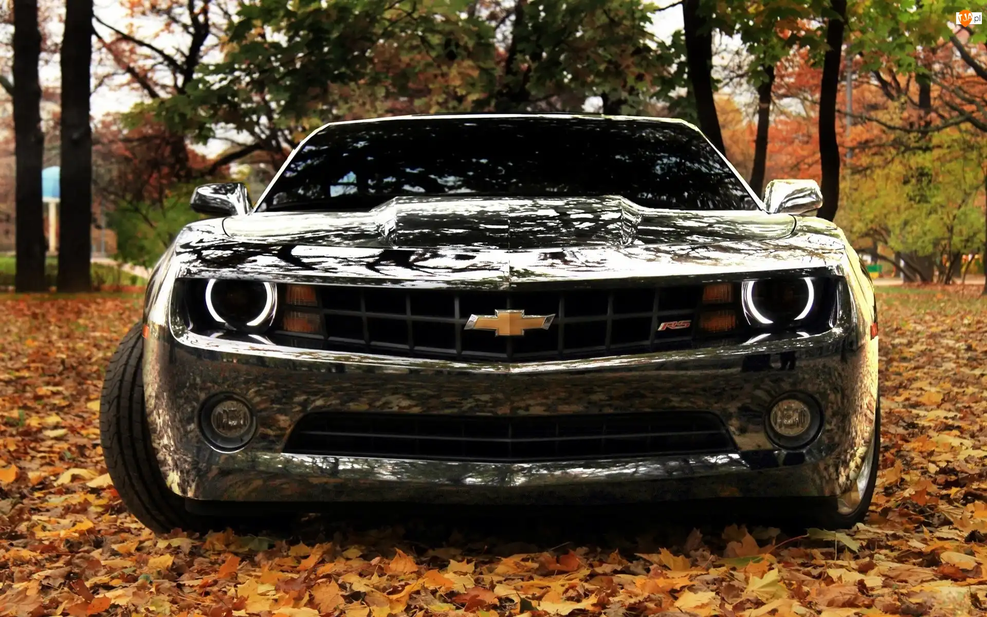 Liście, Chevrolet Camaro