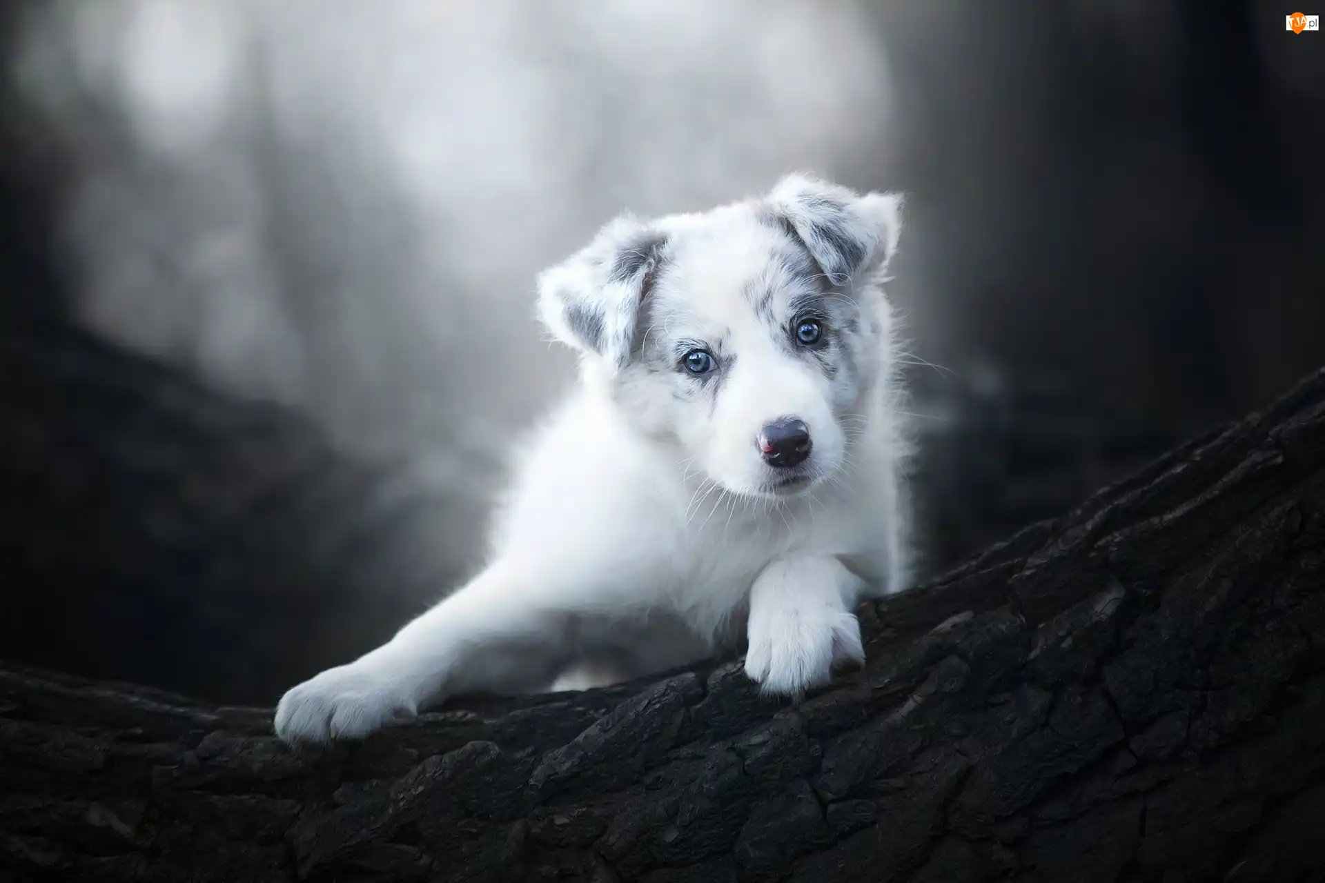 Border collie, Szczeniak, Kora, Tło, Drzewo, Rozmyte