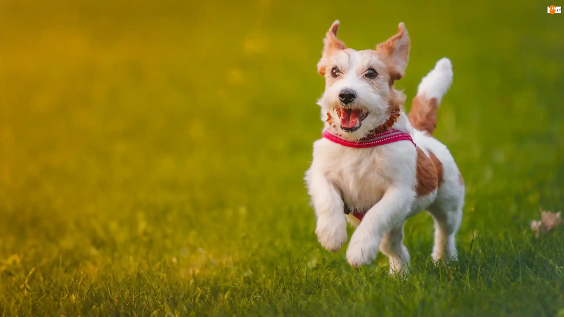 Spacer, Jack Russell, Terrier, Łąka