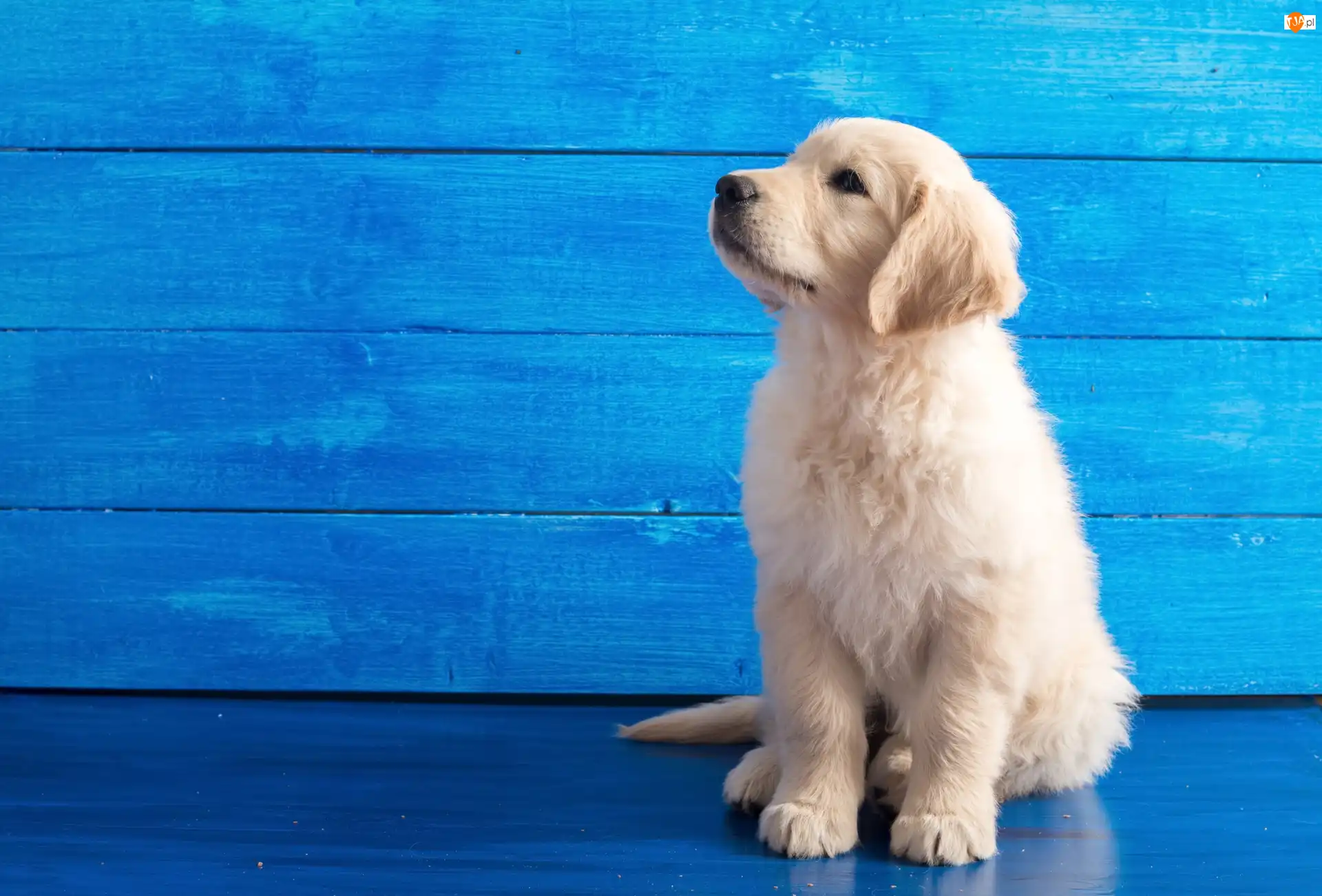 Golden retriever, Tło, Szczeniaczek, Słodki, Niebieskie