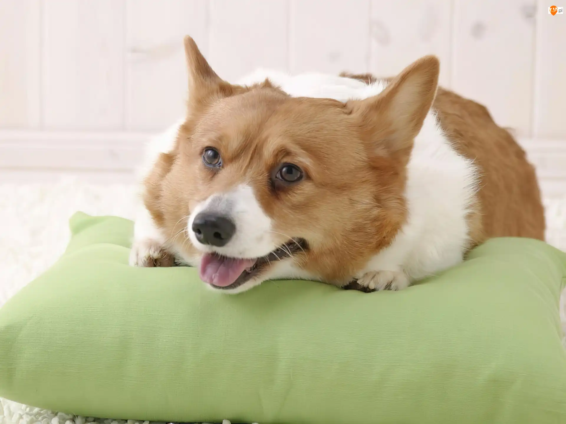 Welsh corgi pembroke, głowa
