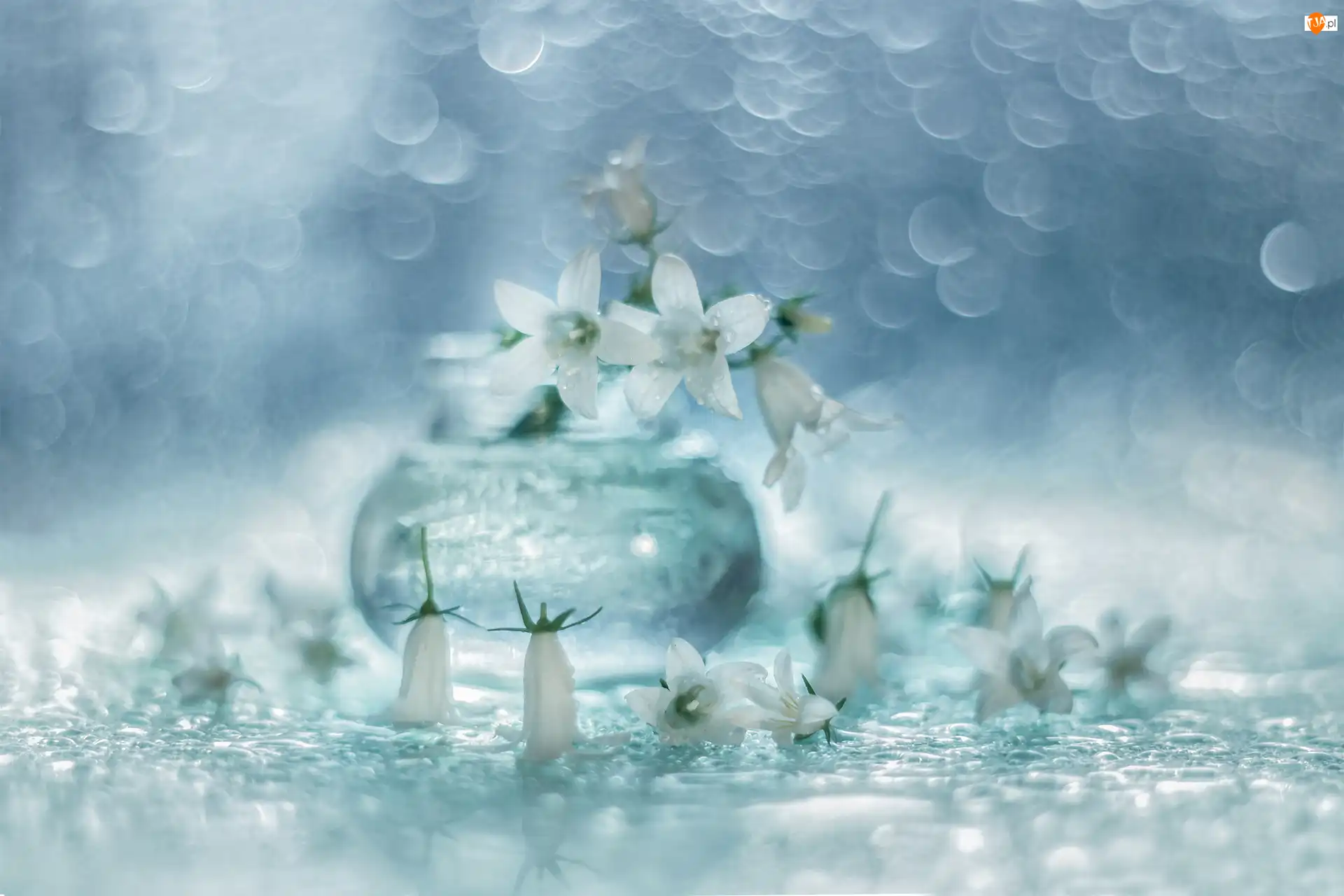Dzwonki dalmatyńskie, Bokeh, Białe, Campanula, Kwiaty