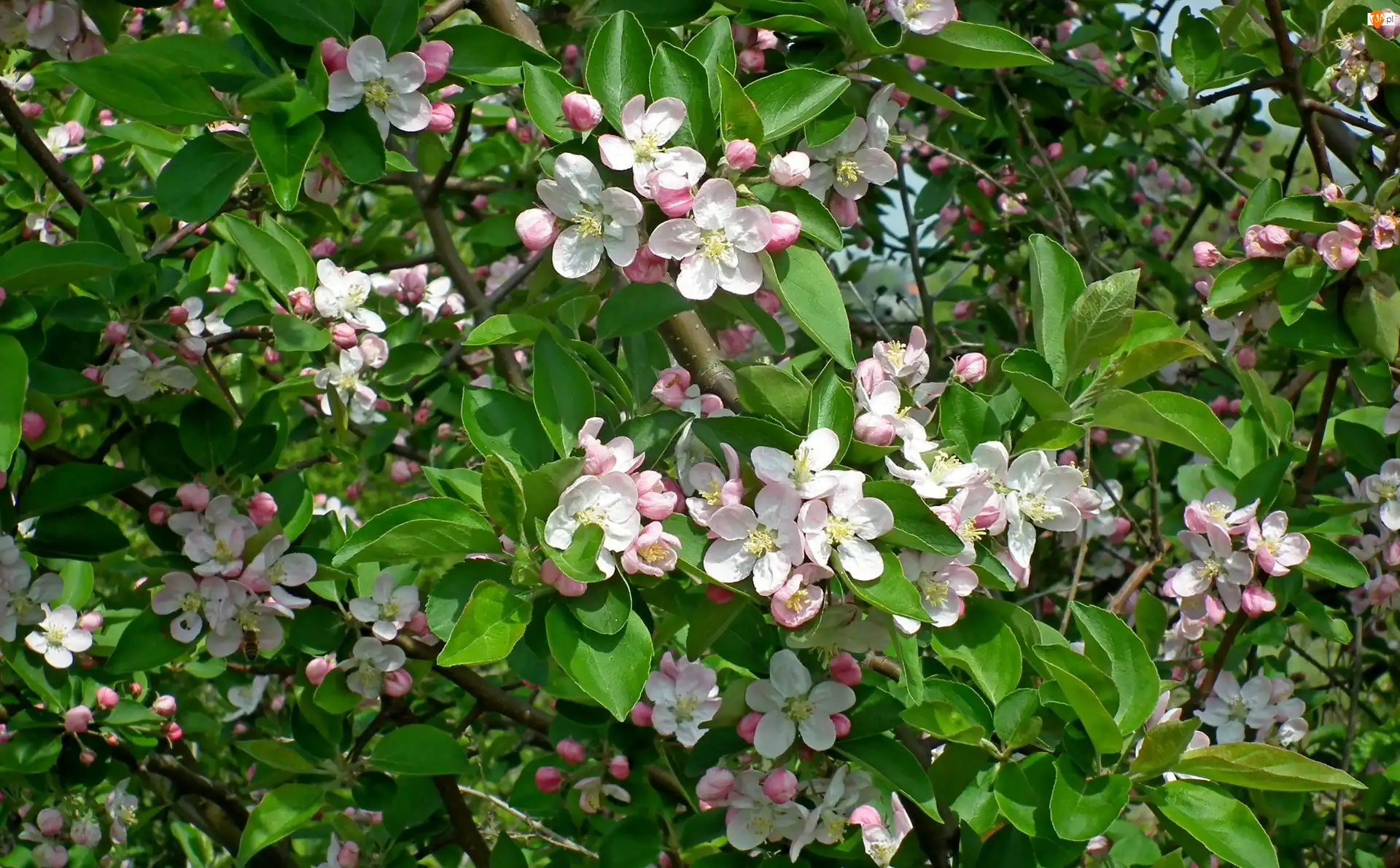 Jabłoń, Drzewo, Owocowe