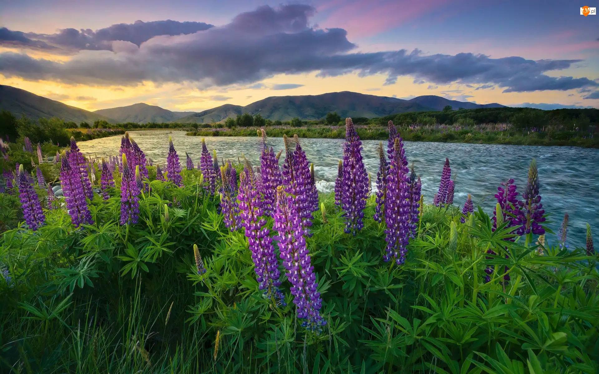 Queenstown, Jezioro, Mount Cook, Nowa Zelandia, Góra, Łubin, Wanaka