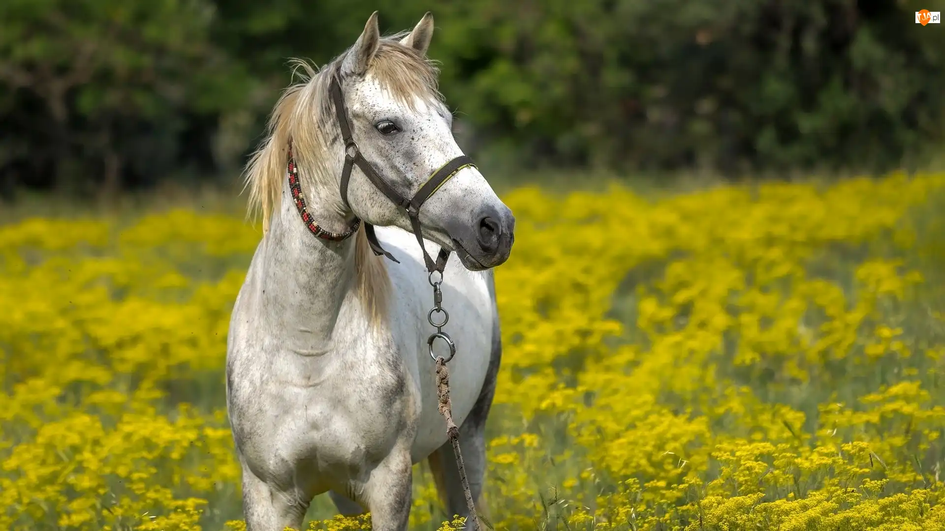 Łąka, Koń, Siwek, Uzda