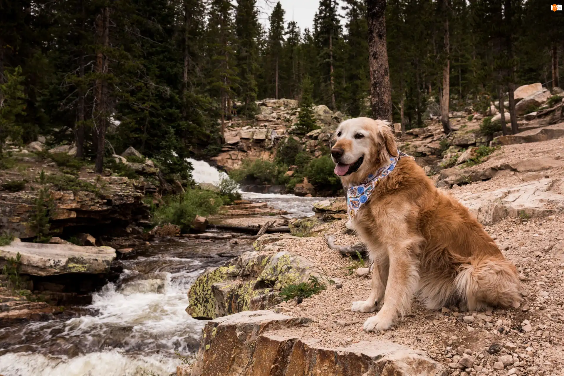 Golden retriever, Pies, Kamienie, Drzewa, Rzeka, Las