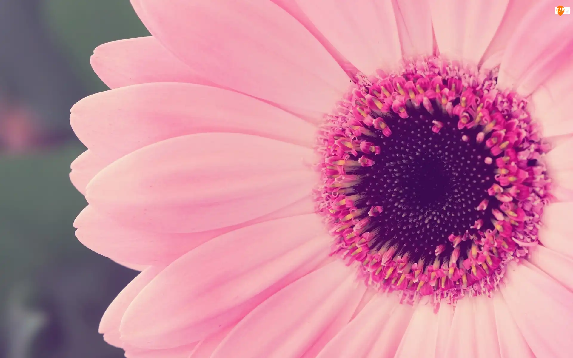Gerbera, Zbliżenie, Róźowa