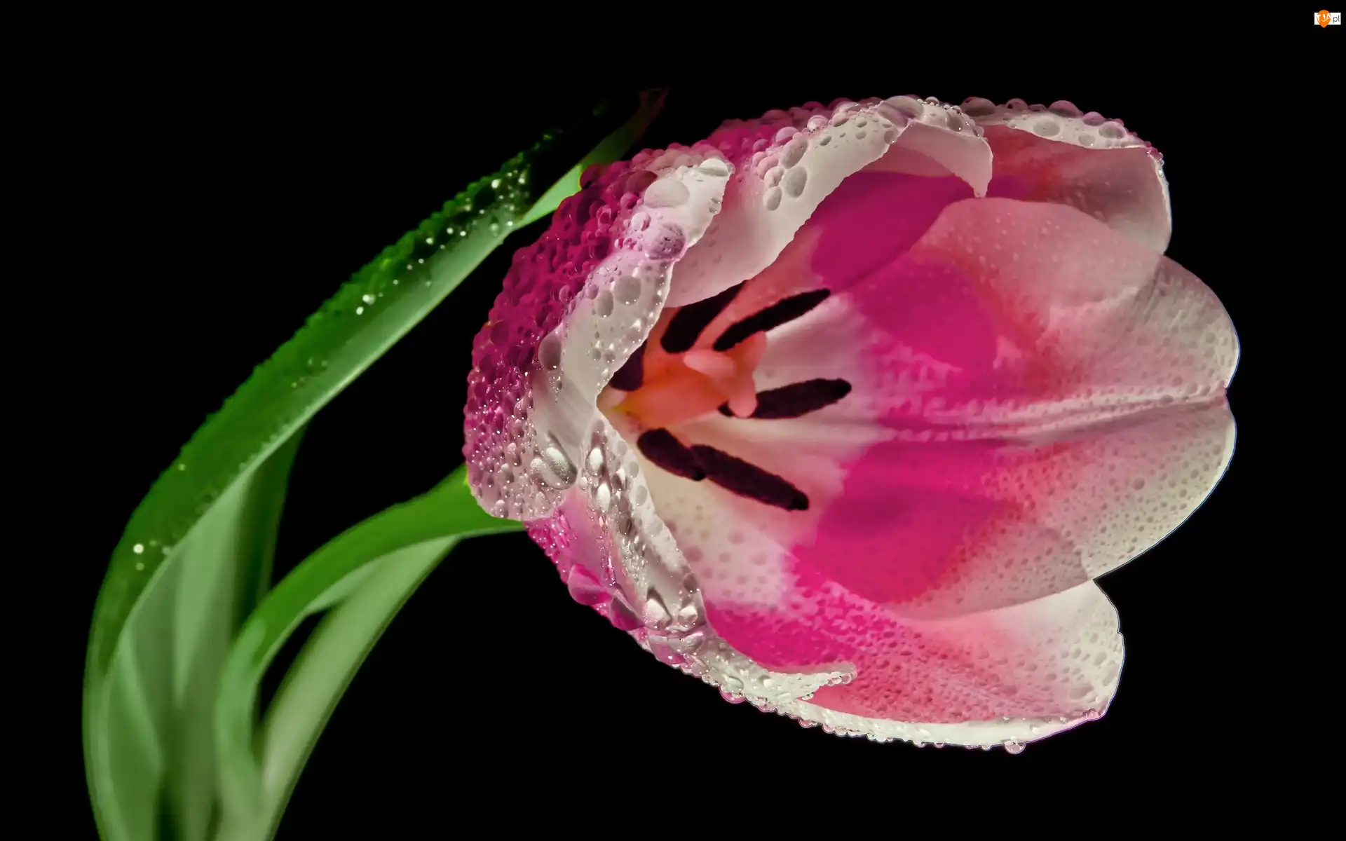 Tulipan, Fioletowy