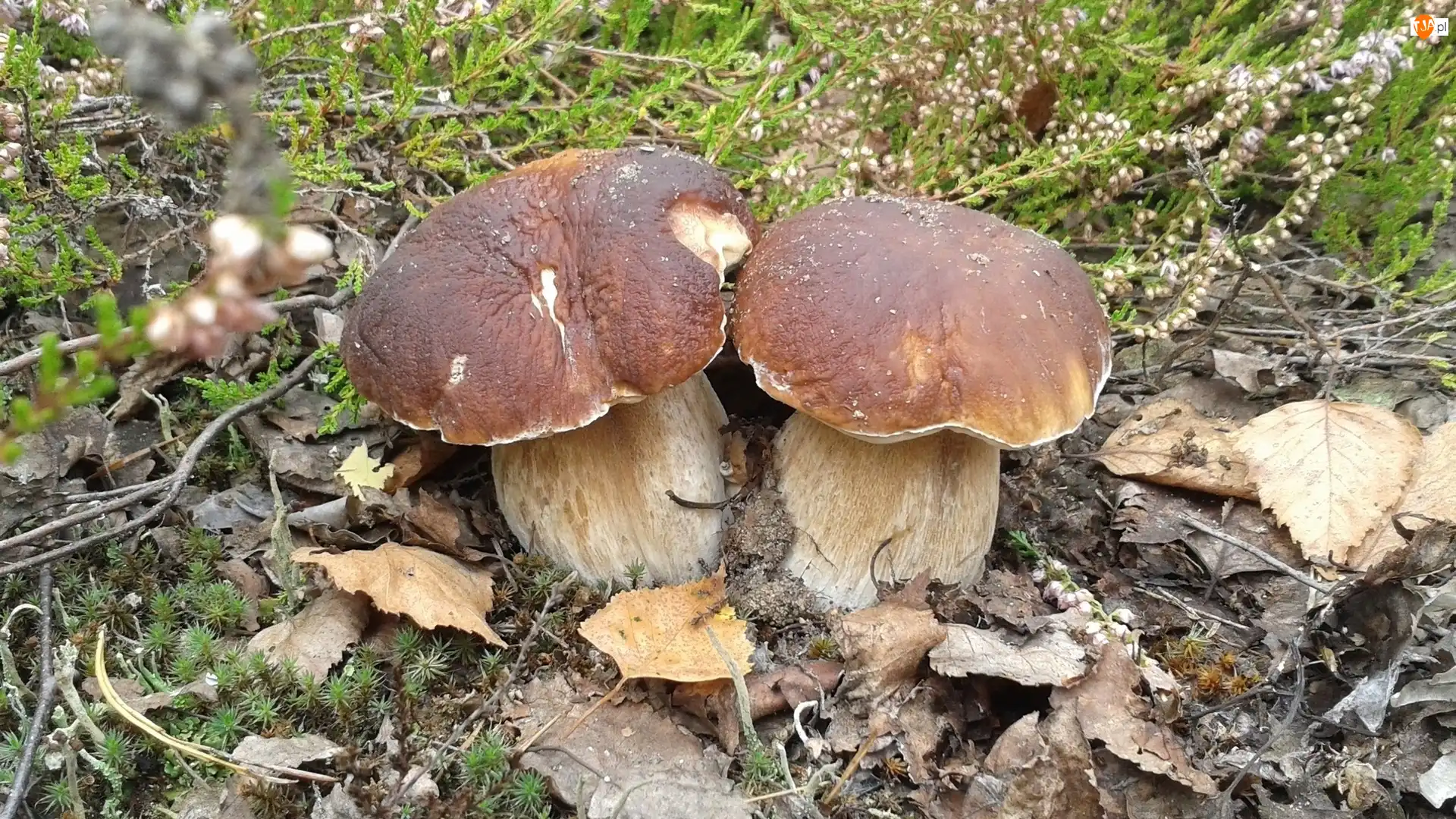 Jesień, Prawdziwki, Las, Liście