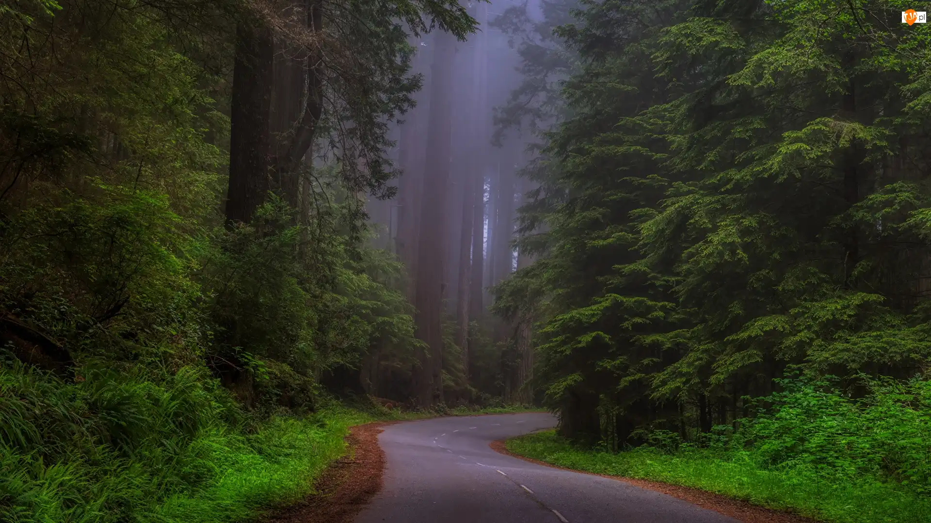Stan Kalifornia, Park Narodowy Redwood, Mgła, Stany Zjednoczone, Sekwoje, Drzewa, Las