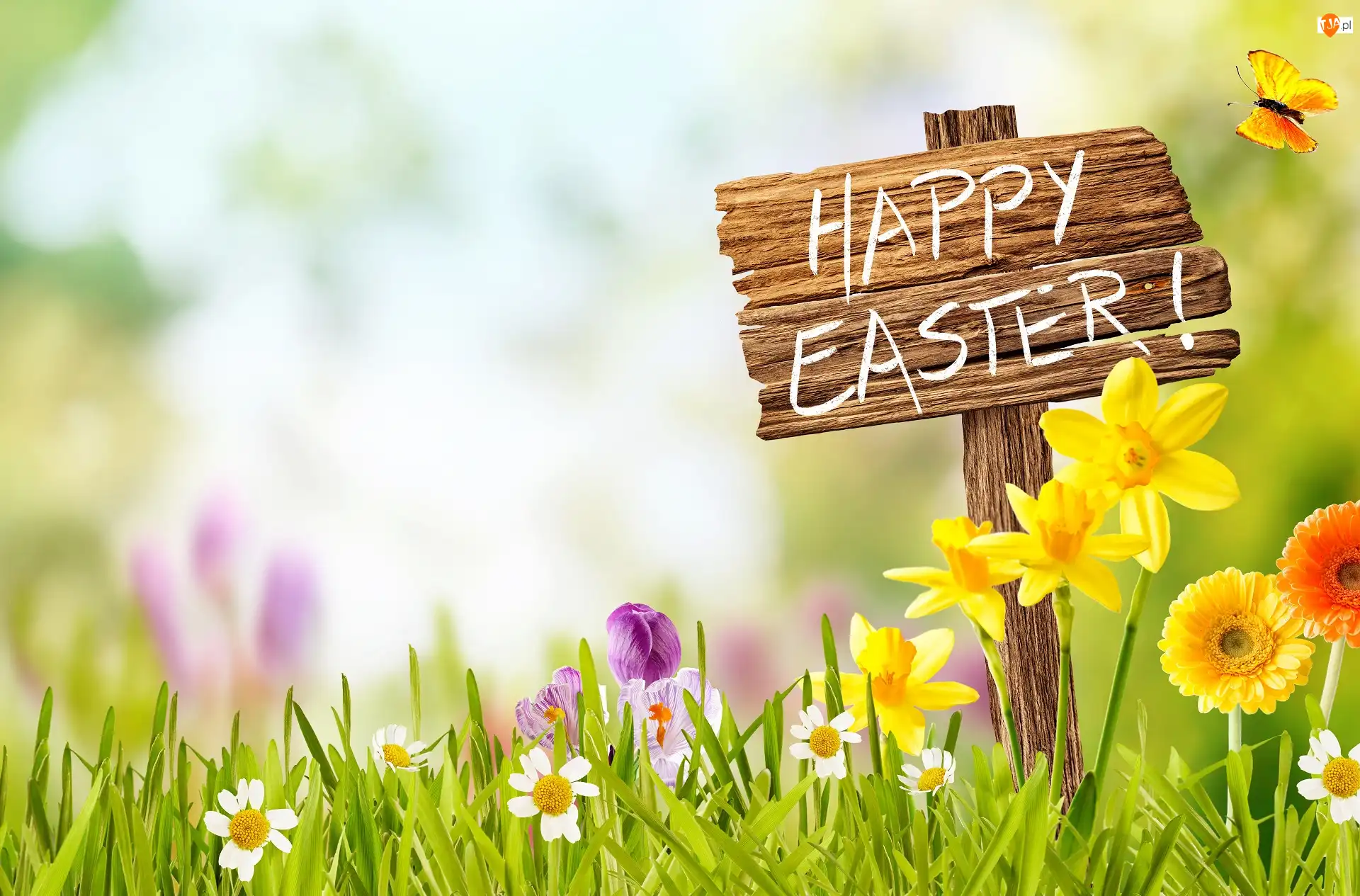 Żonkile, Wielkanoc, Kwiaty, Gerbery, Napis, Krokusy, Motyl, Happy Easter