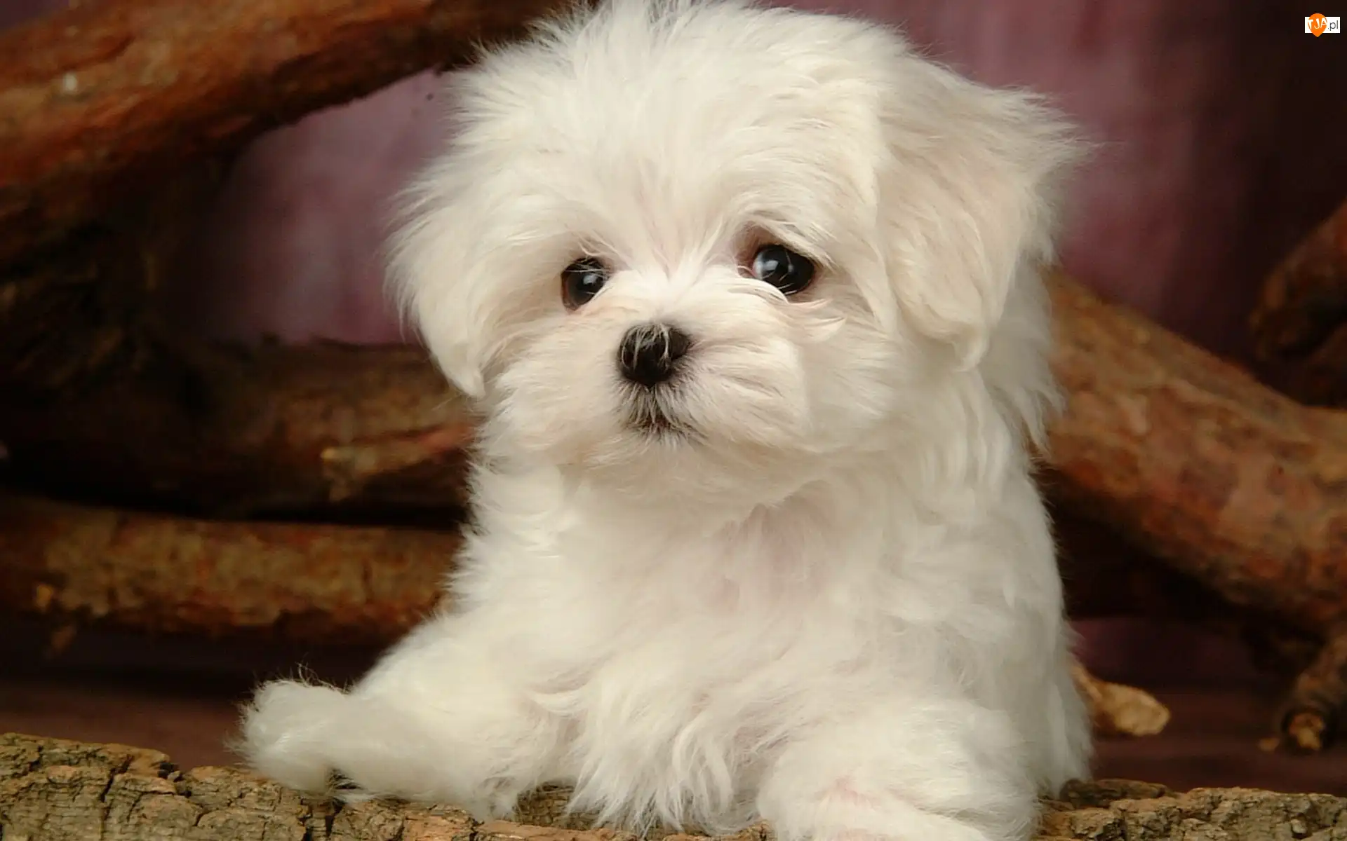 Bichon Frise, Biały