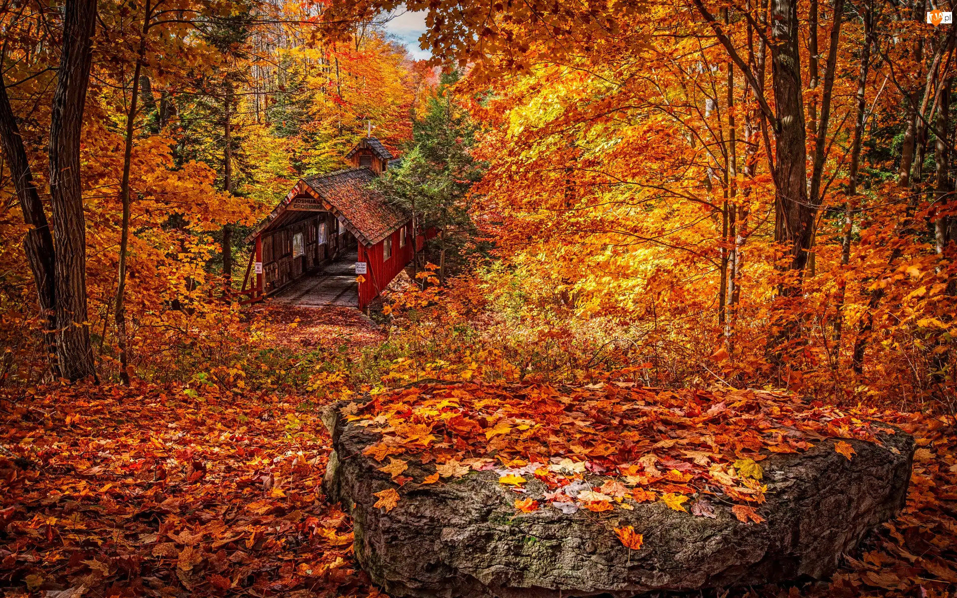 Kamień, Stan Michigan, Liście, Las, Drzewa, Wieś Lake Ann, Most Joshuas Crossing Covered Bridge, Stany zjednoczone, Jesień