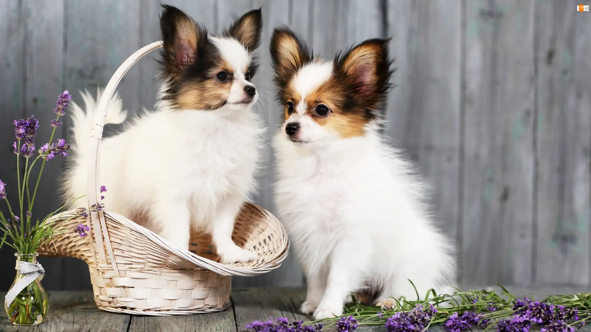 Chihuahua długowłosa, Lawenda, Psy, Dwa, Koszyk
