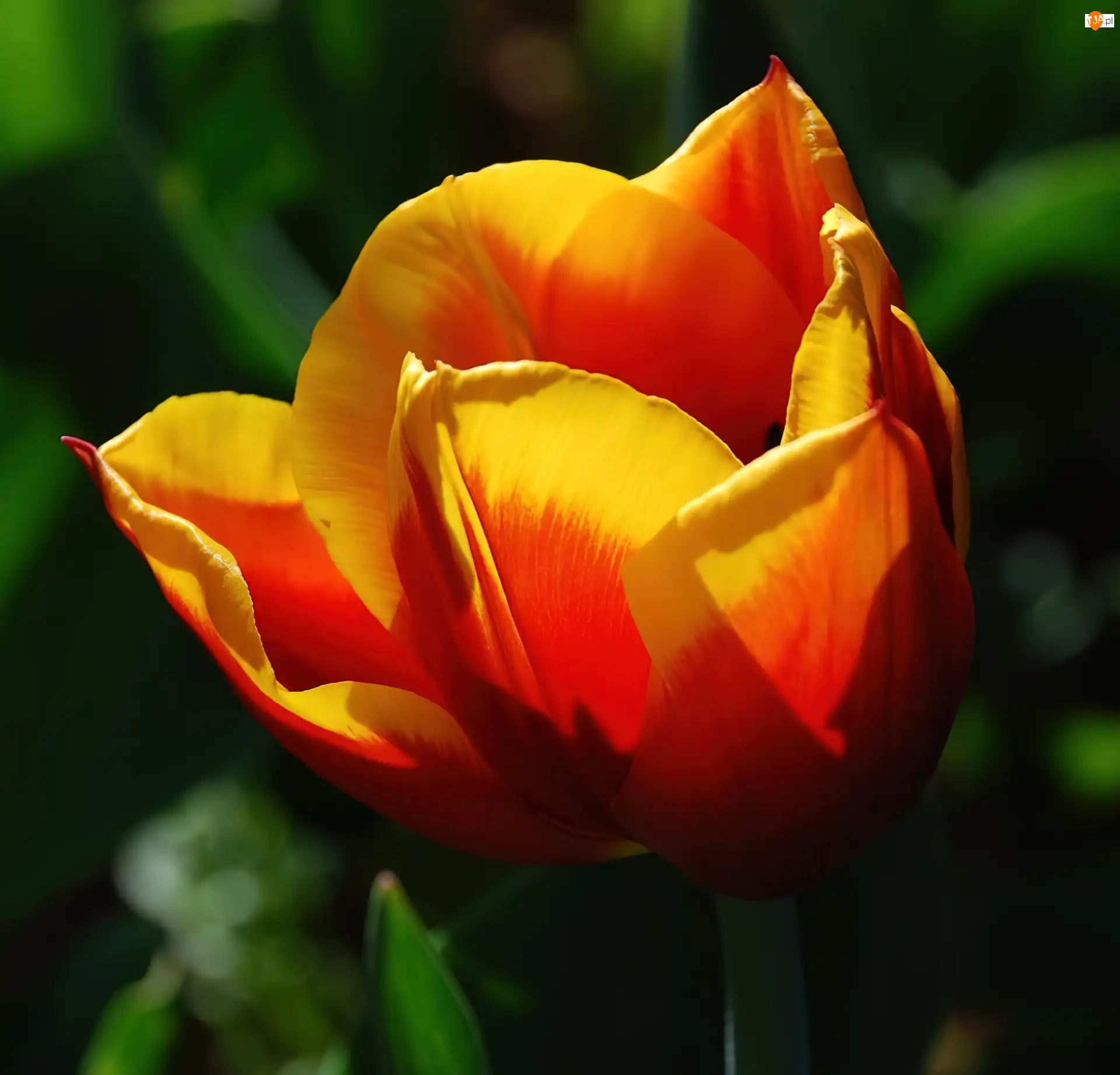 Tulipan, Pomarańczowo, Żółty