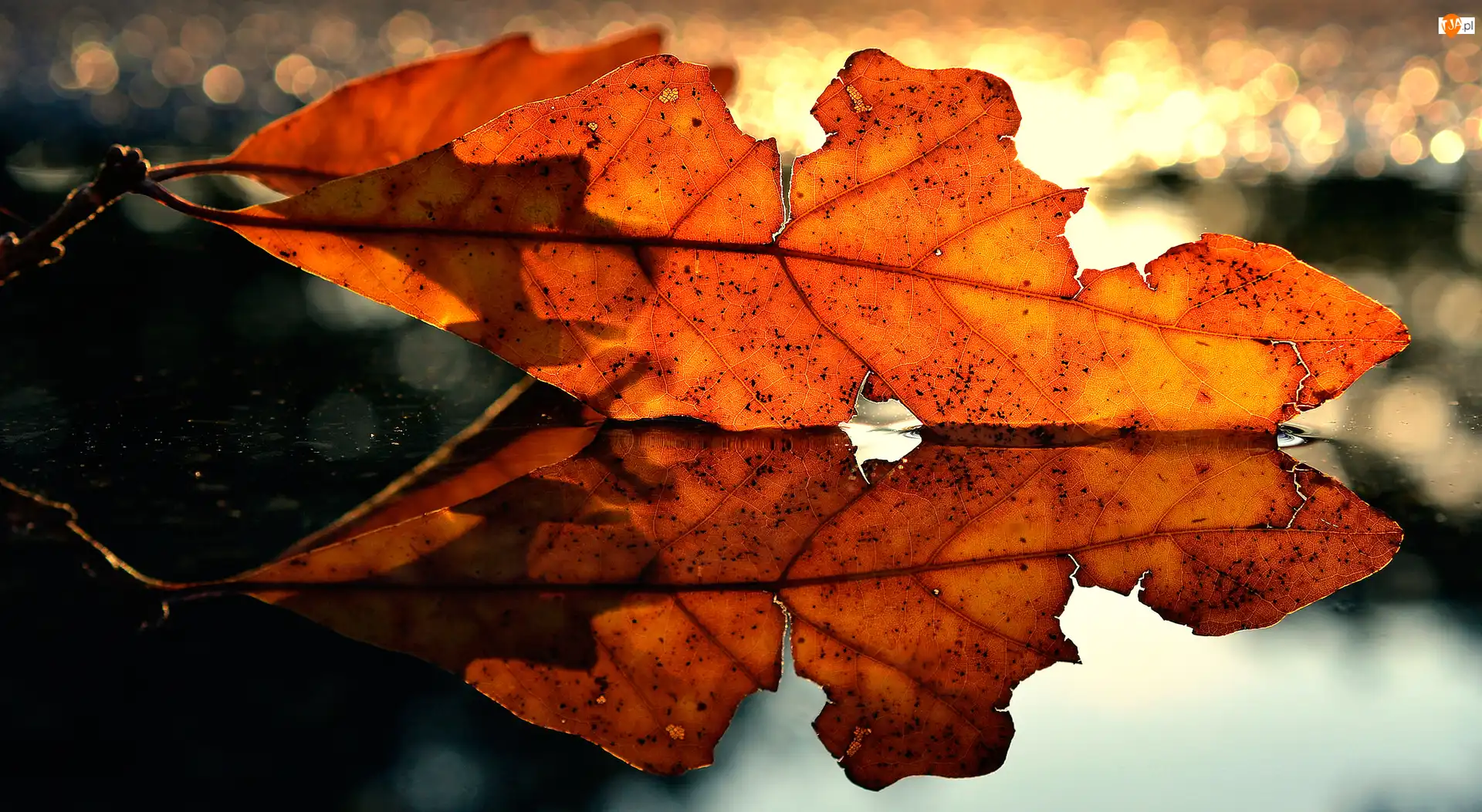 Bokeh, Jesienny, Liść, Odbicie