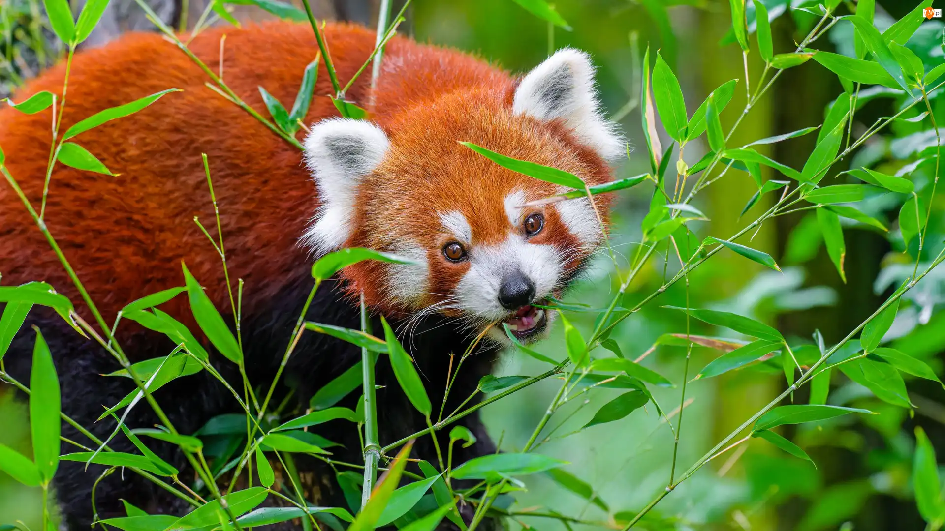 Liście, Pandka ruda, Czerwona panda, Gałązki