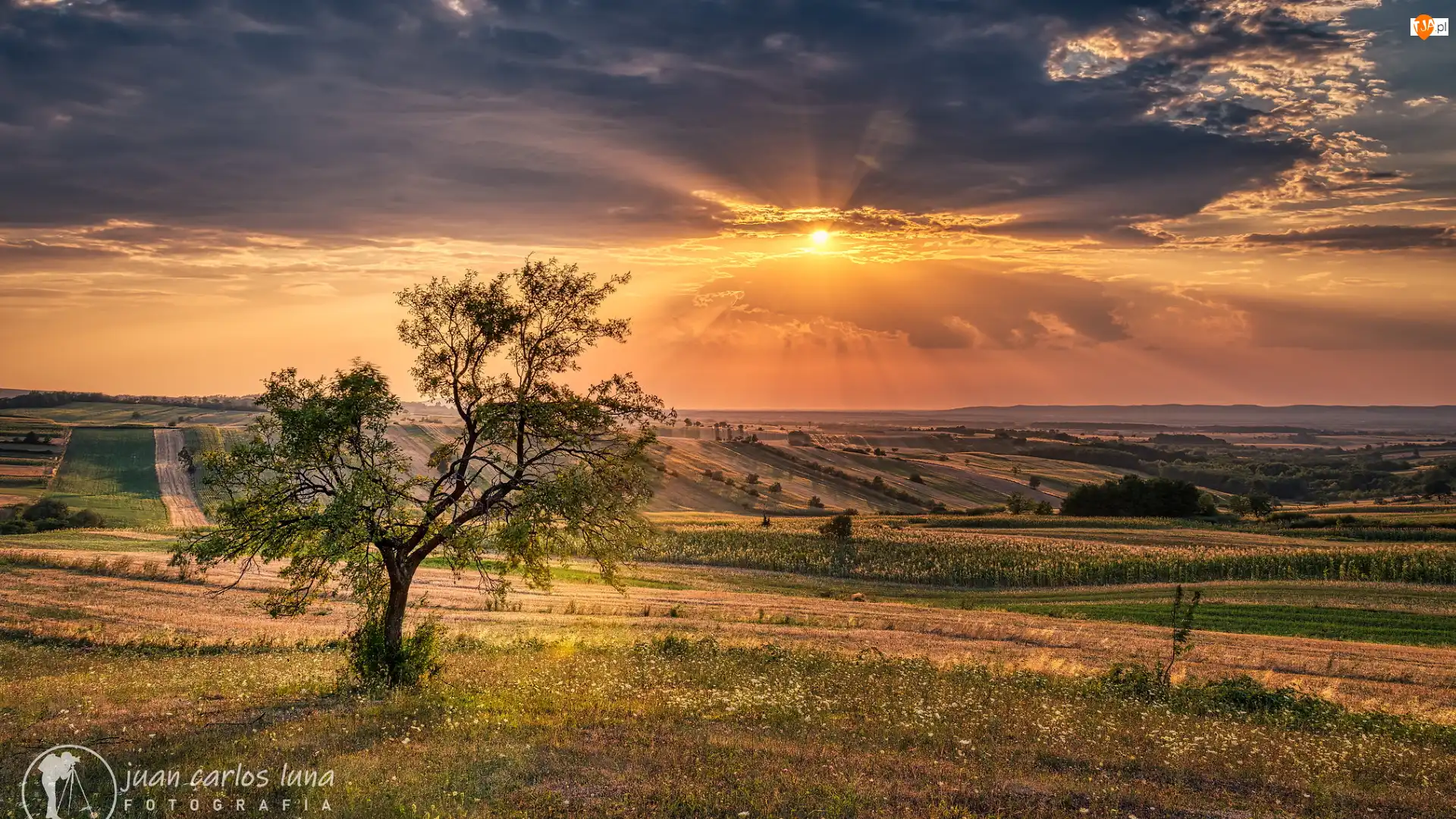 Drzewo, Zachód słońca, Pola, Łąki
