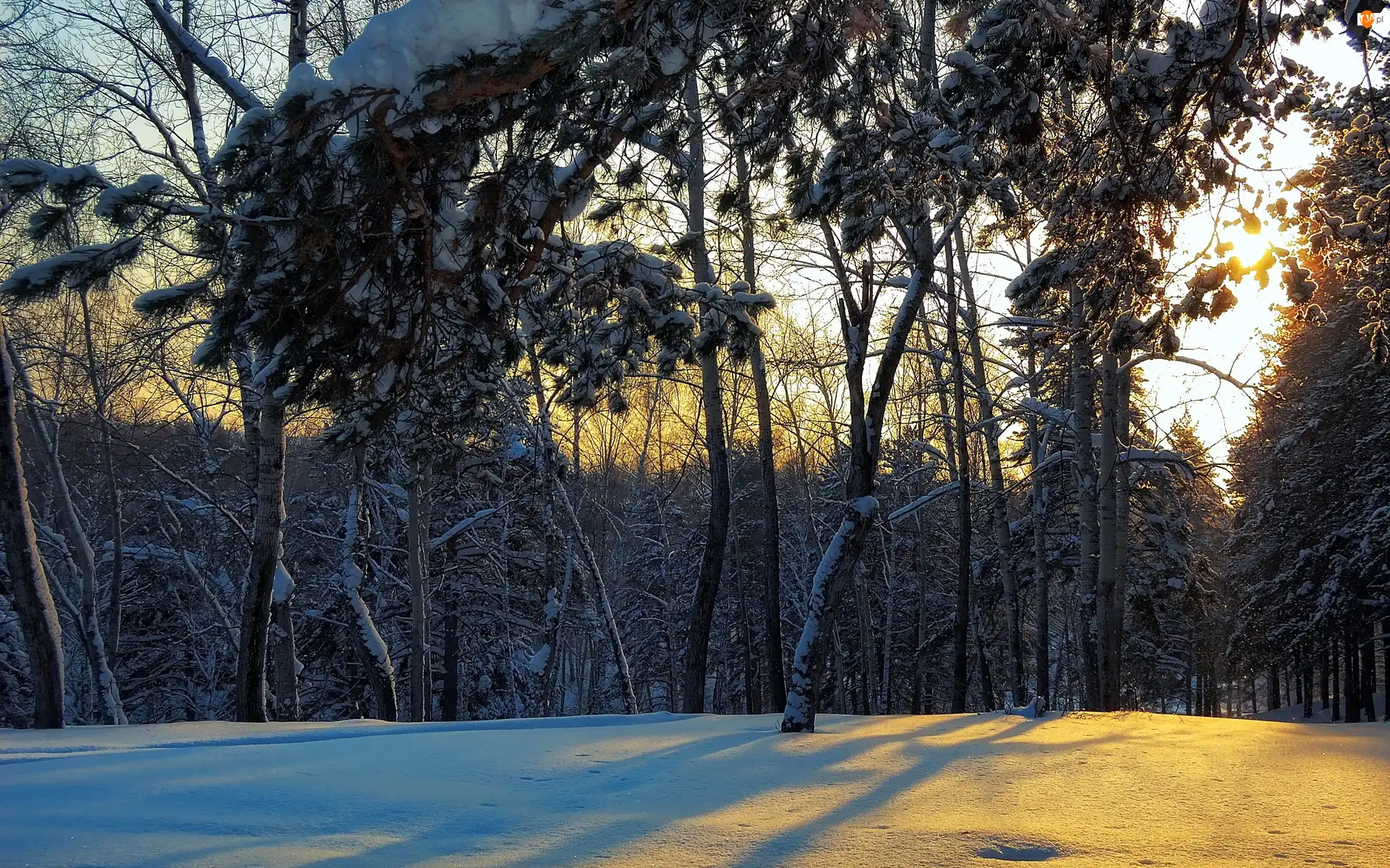 Przebijające Światło, Zima, Las