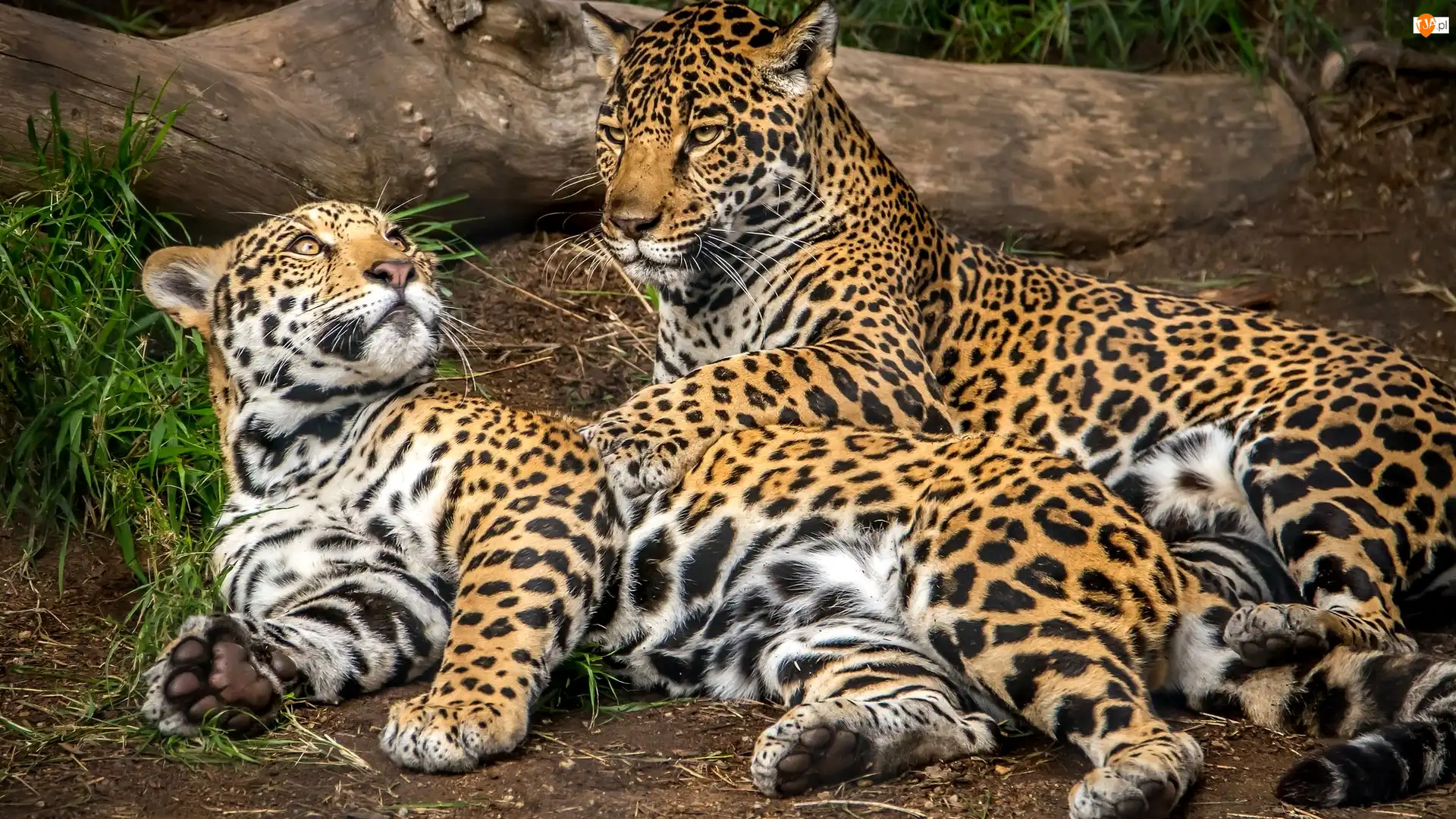 Jaguary, Dwa