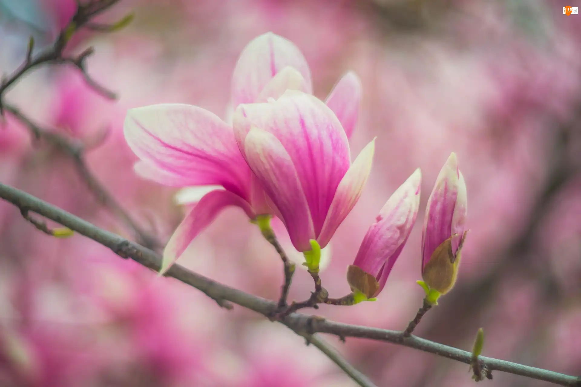 Kwiaty, Magnolia, Bladoróżowe, Gałąź, Pąki