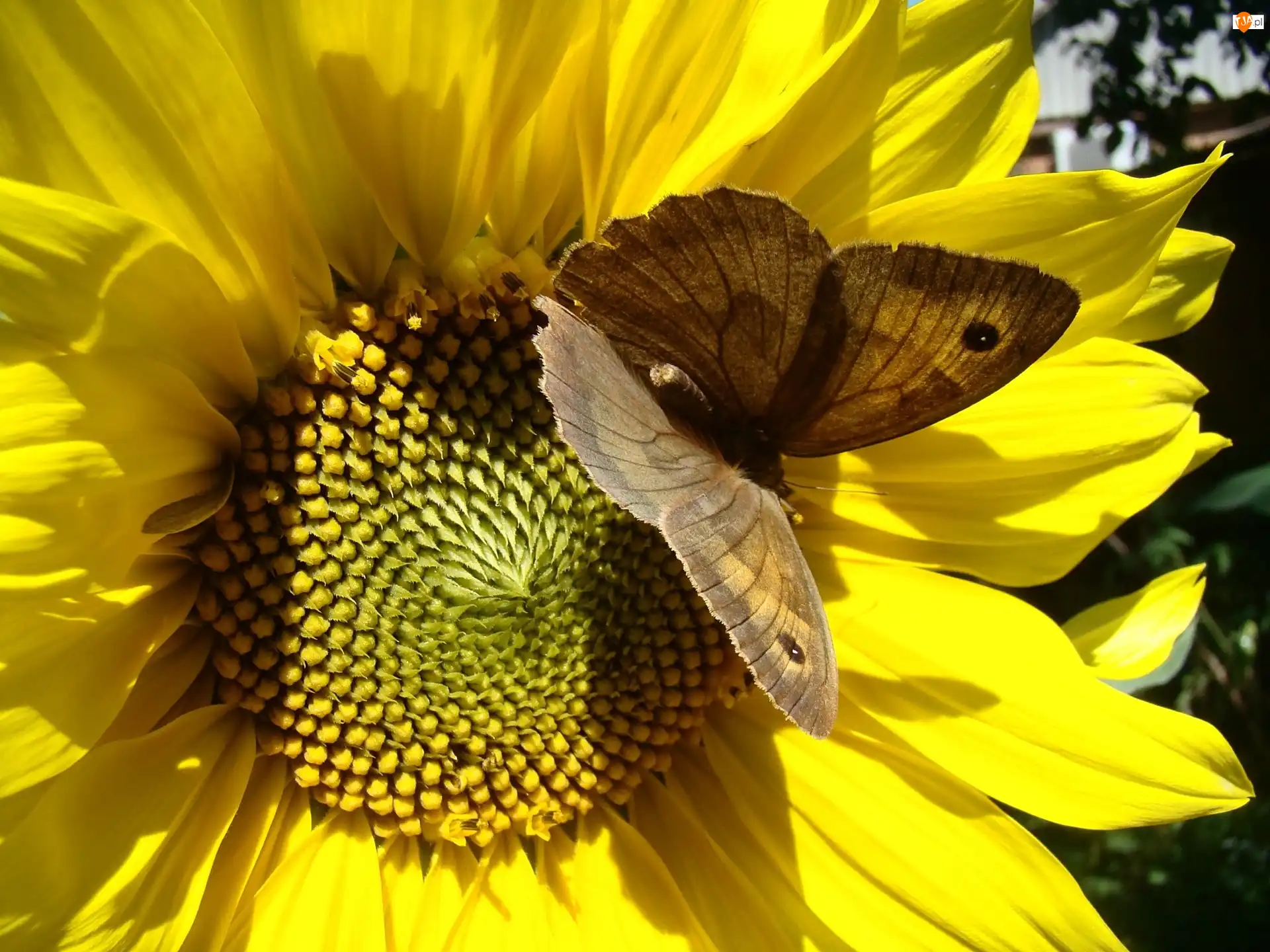 Motyl, Słonecznik, Brązowy