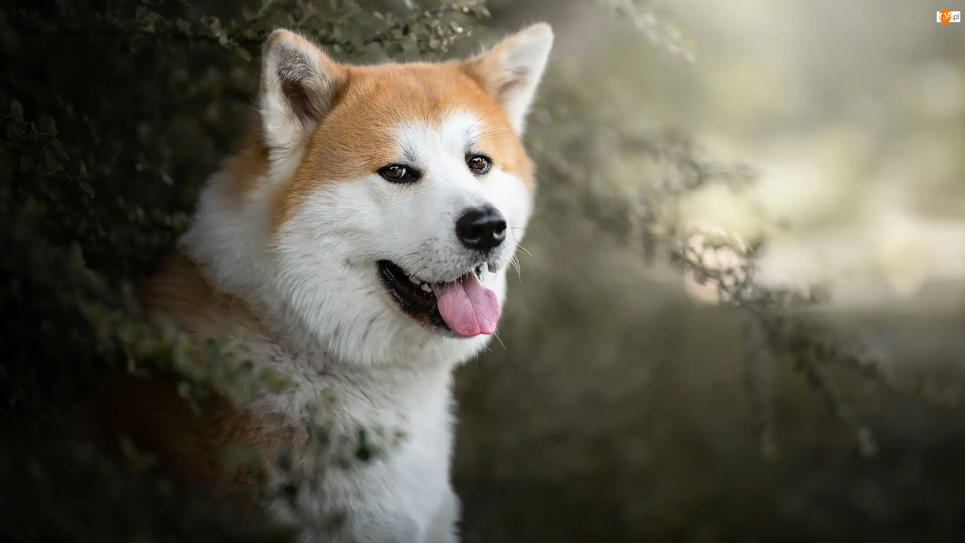 Krzewy, Pies, Akita inu, Mordka
