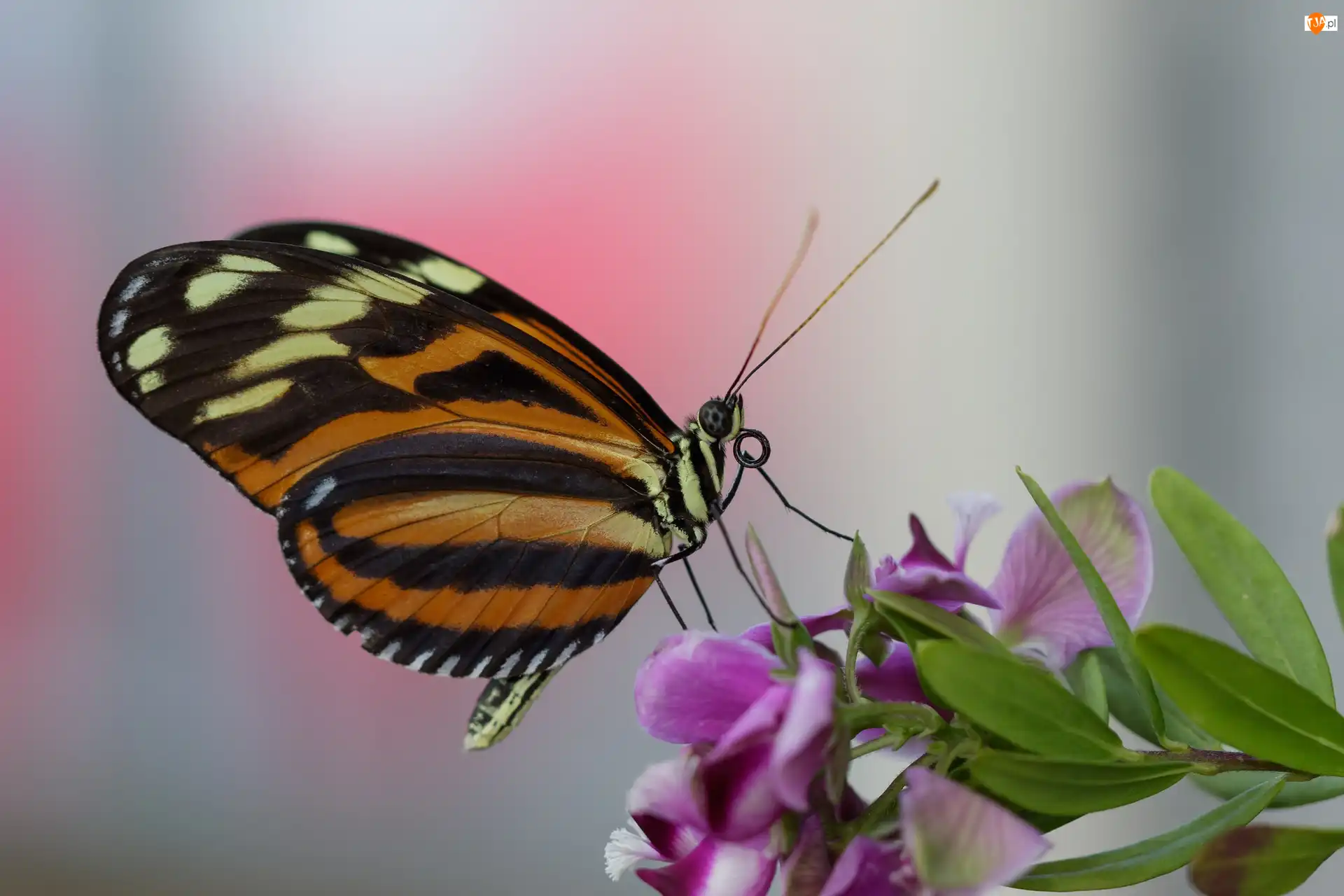 Makro, Motyl, Fioletowy, Kwiatek