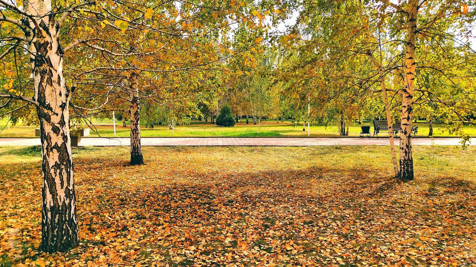 Opadłe liści, Jesień, Park, Drzewa