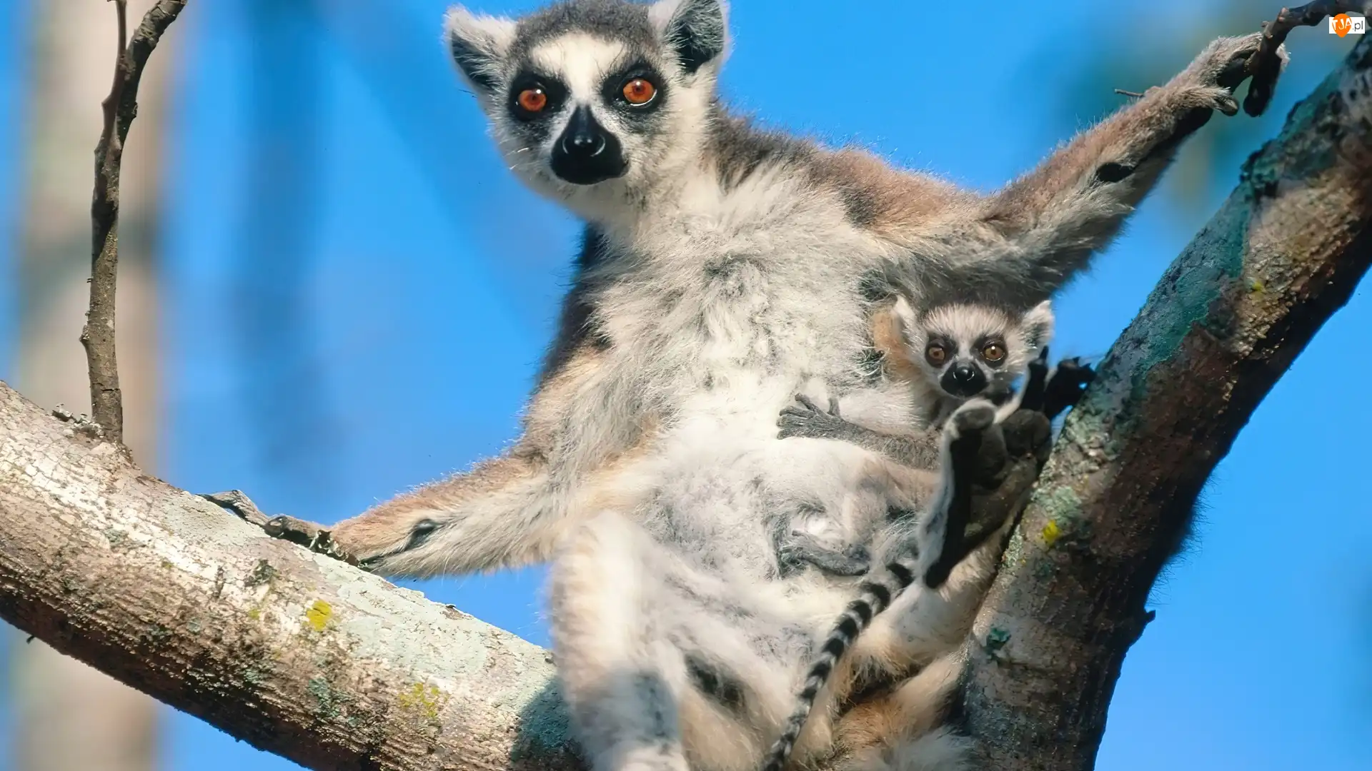Młodym, Lemur, Z