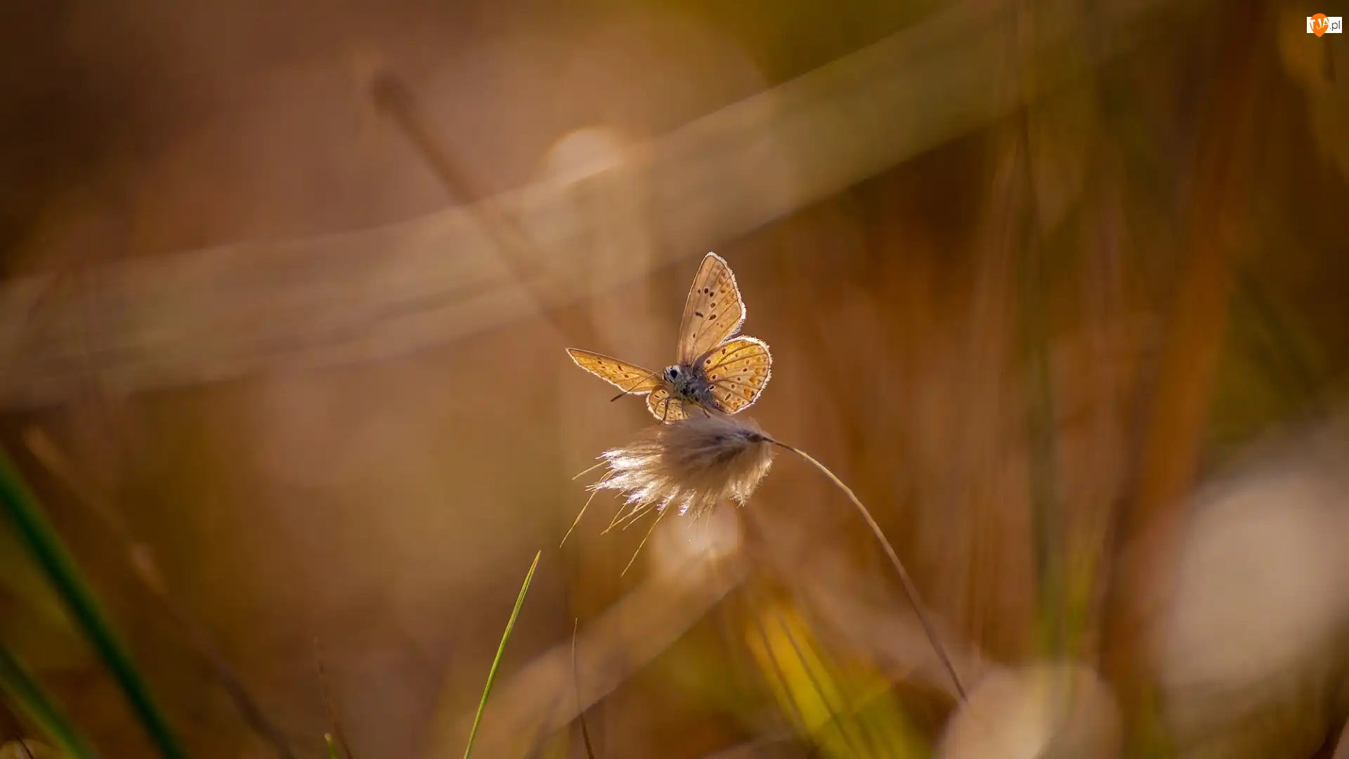 Trawy, Motyl, Modraszek, Źdźbło