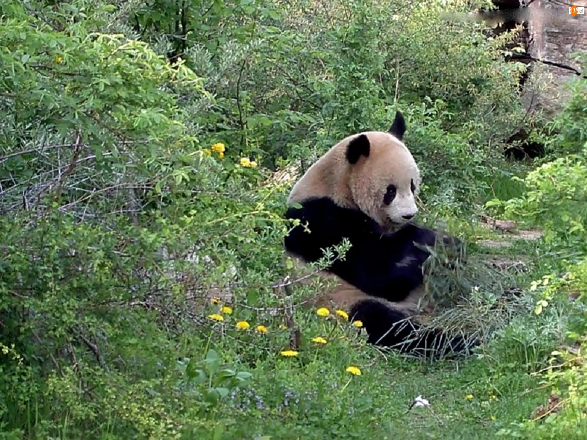 Gąszcz, Miś, Panda, Zielony