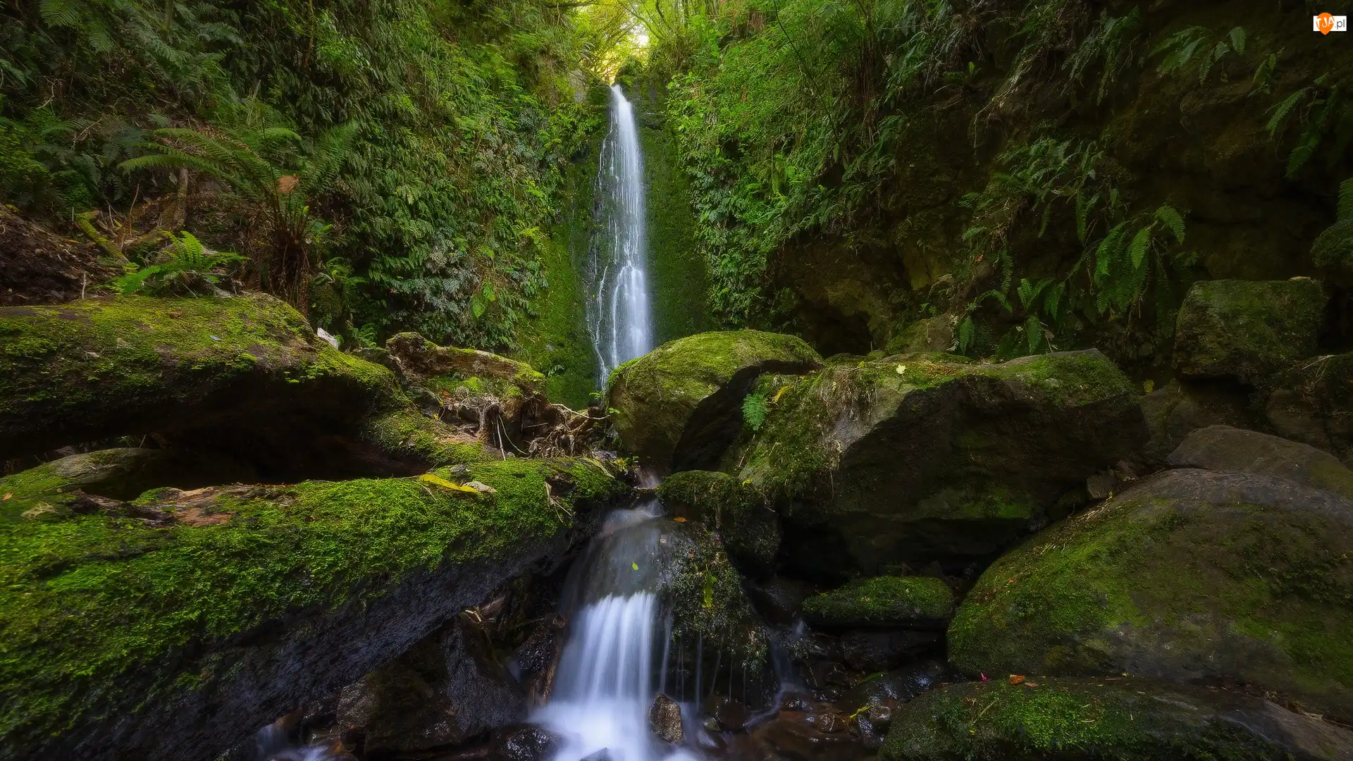 Dunedin, Wodospad, Omszałe, Nowa Zelandia, Kamienie, Roślinność, Nicols Falls
