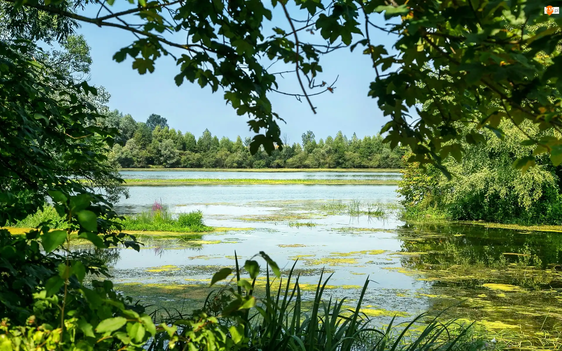 Lato, Jezioro, Rośliny, Drzewa