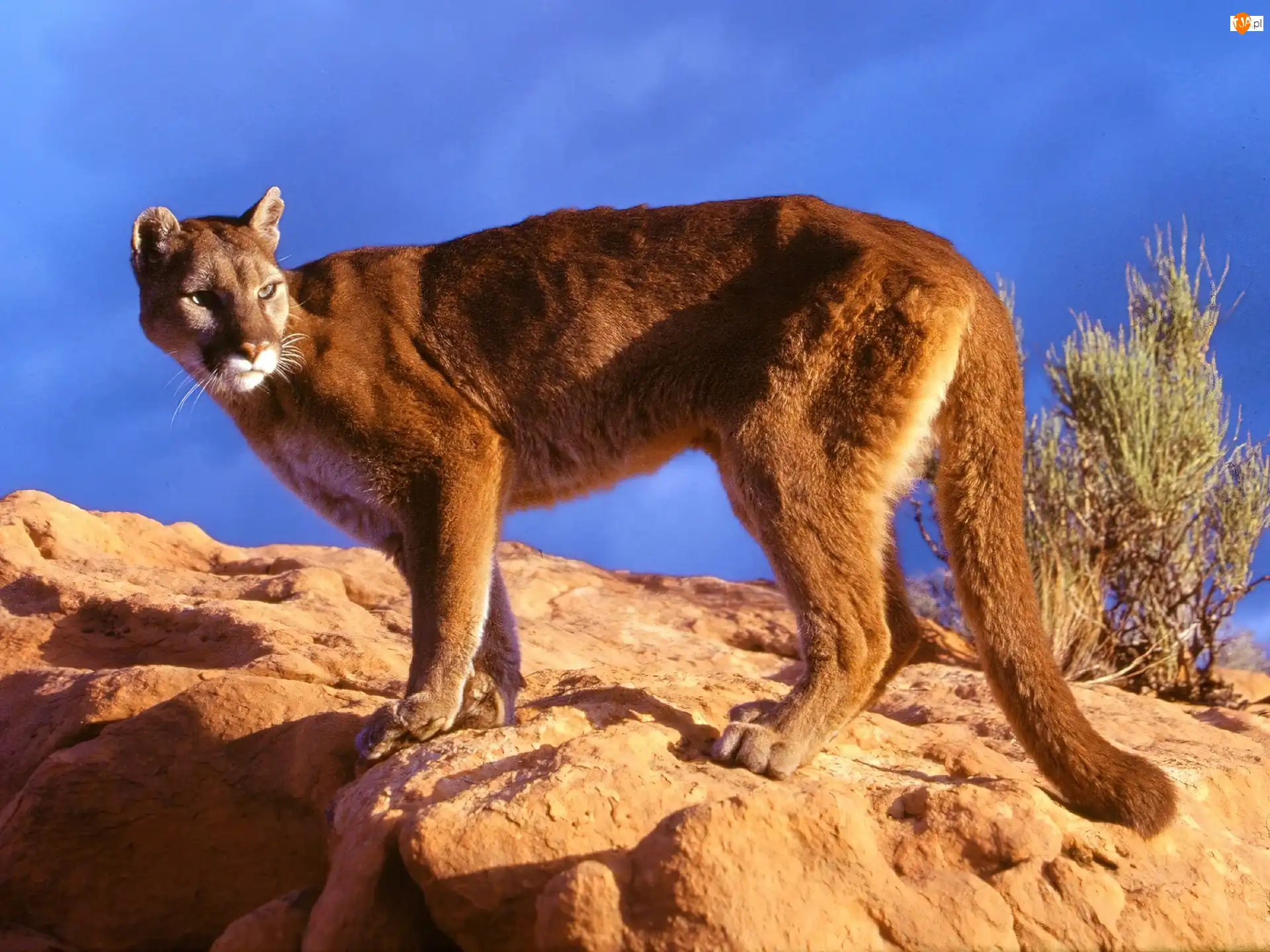 skała, Puma