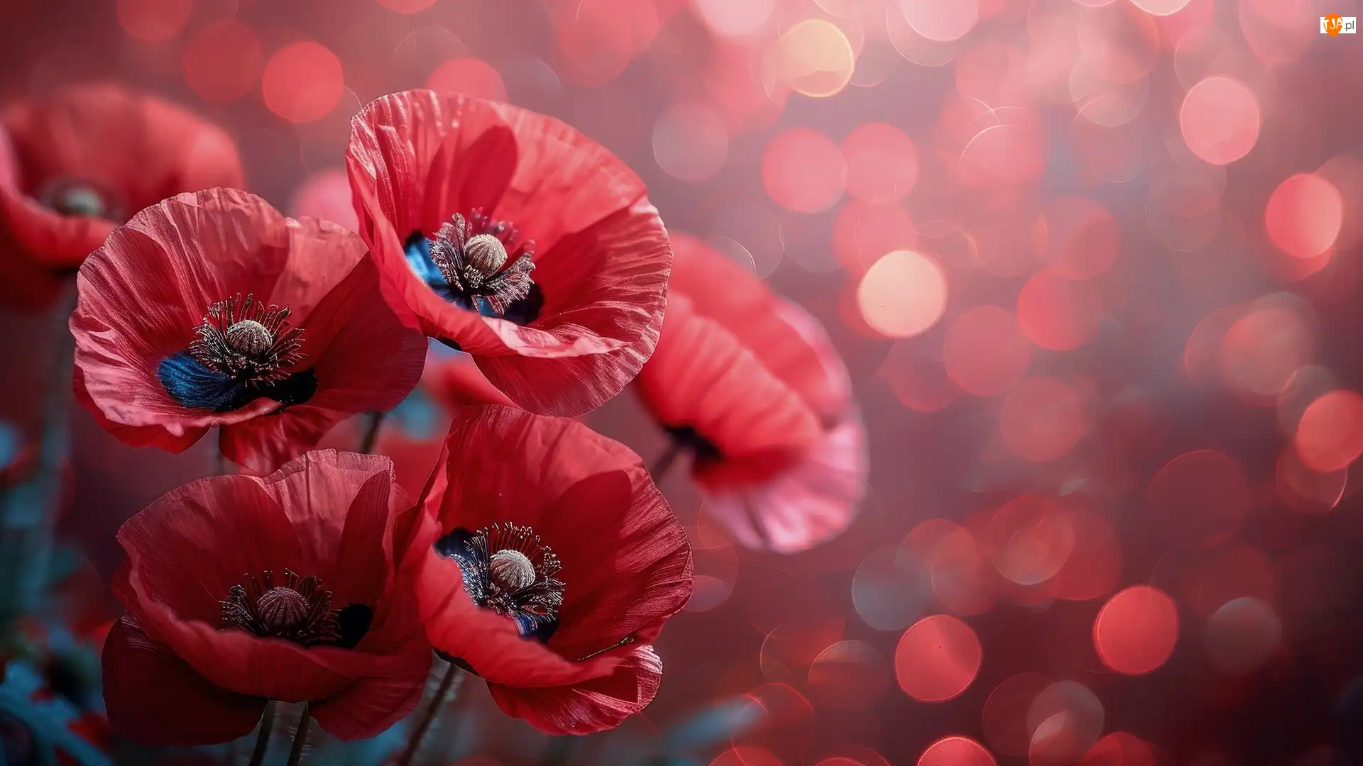Bokeh, Kwiaty, Czerwone, Maki