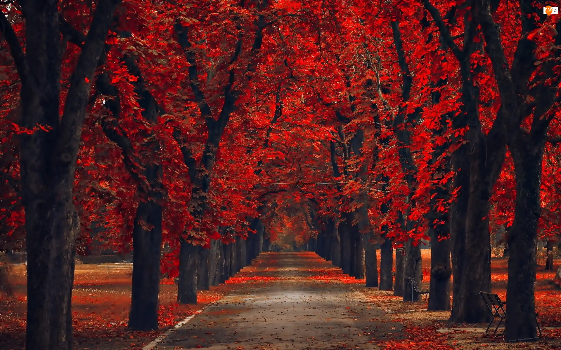 Jesień, Park, Drzewa, Liście, Czerwone, Aleja