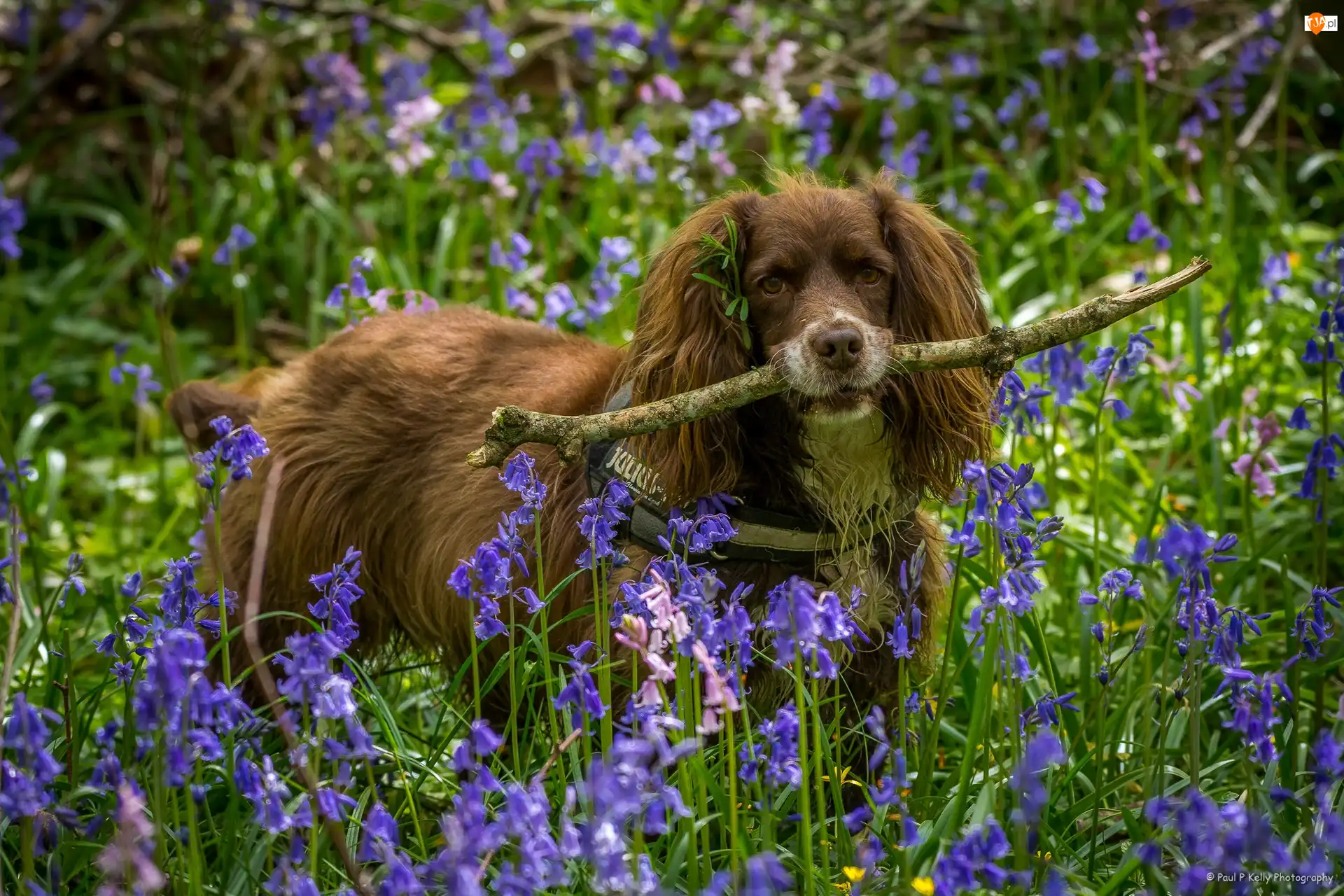 Hiacyntowce, Spaniel, Patyk, Kwiaty
