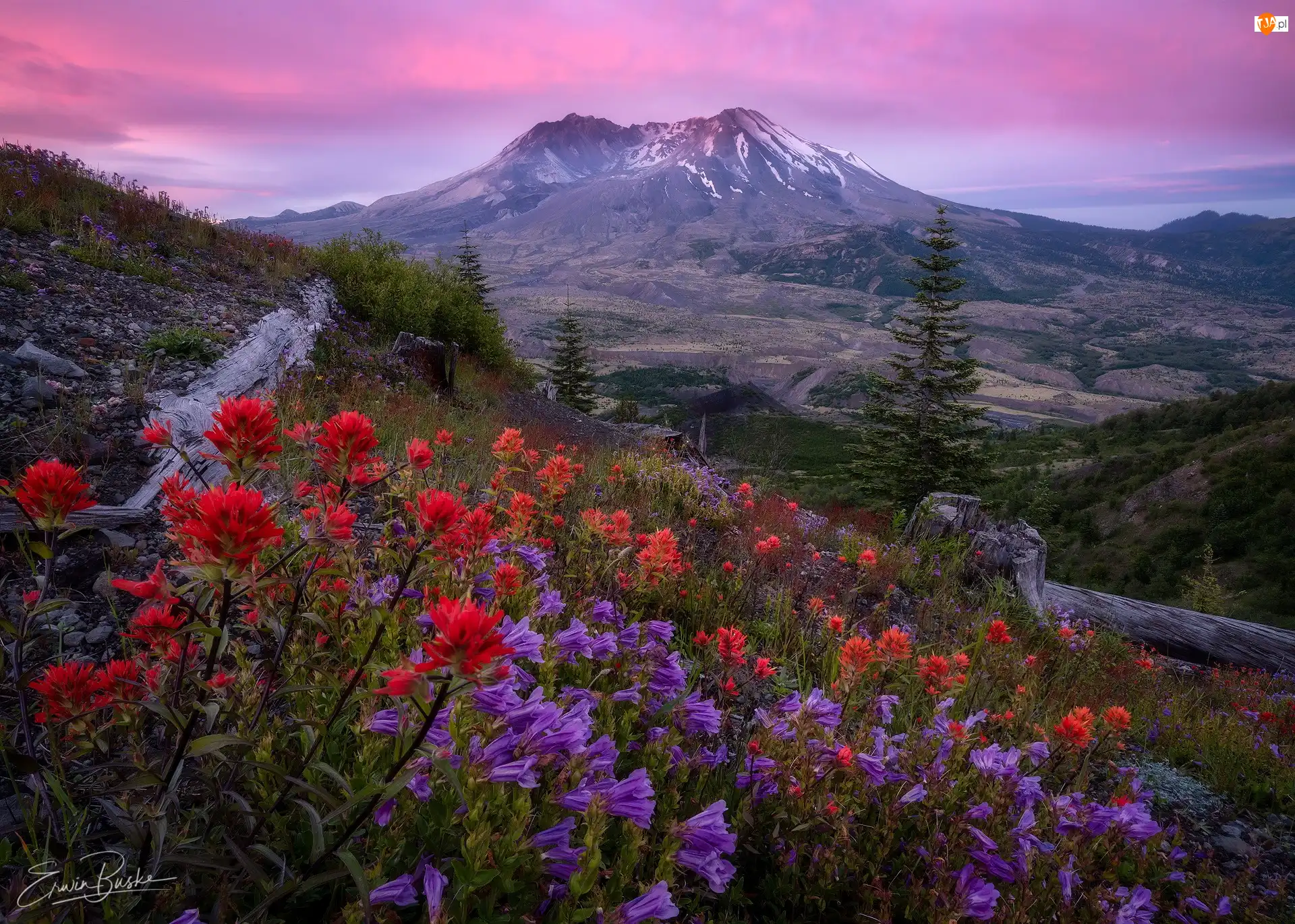 Stany Zjednoczone, Castilleja, Wschód słońca, Kwiaty, Góry Kaskadowe, Góra, Drzewa, Wulkan Mount St. Helens, Łąka, Stan Waszyngton