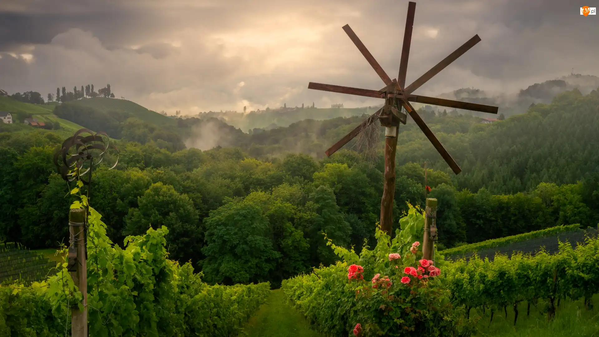 Wzgórza, Pole, Austria, Drzewa, Styria, Kwiaty Róże, Winnice