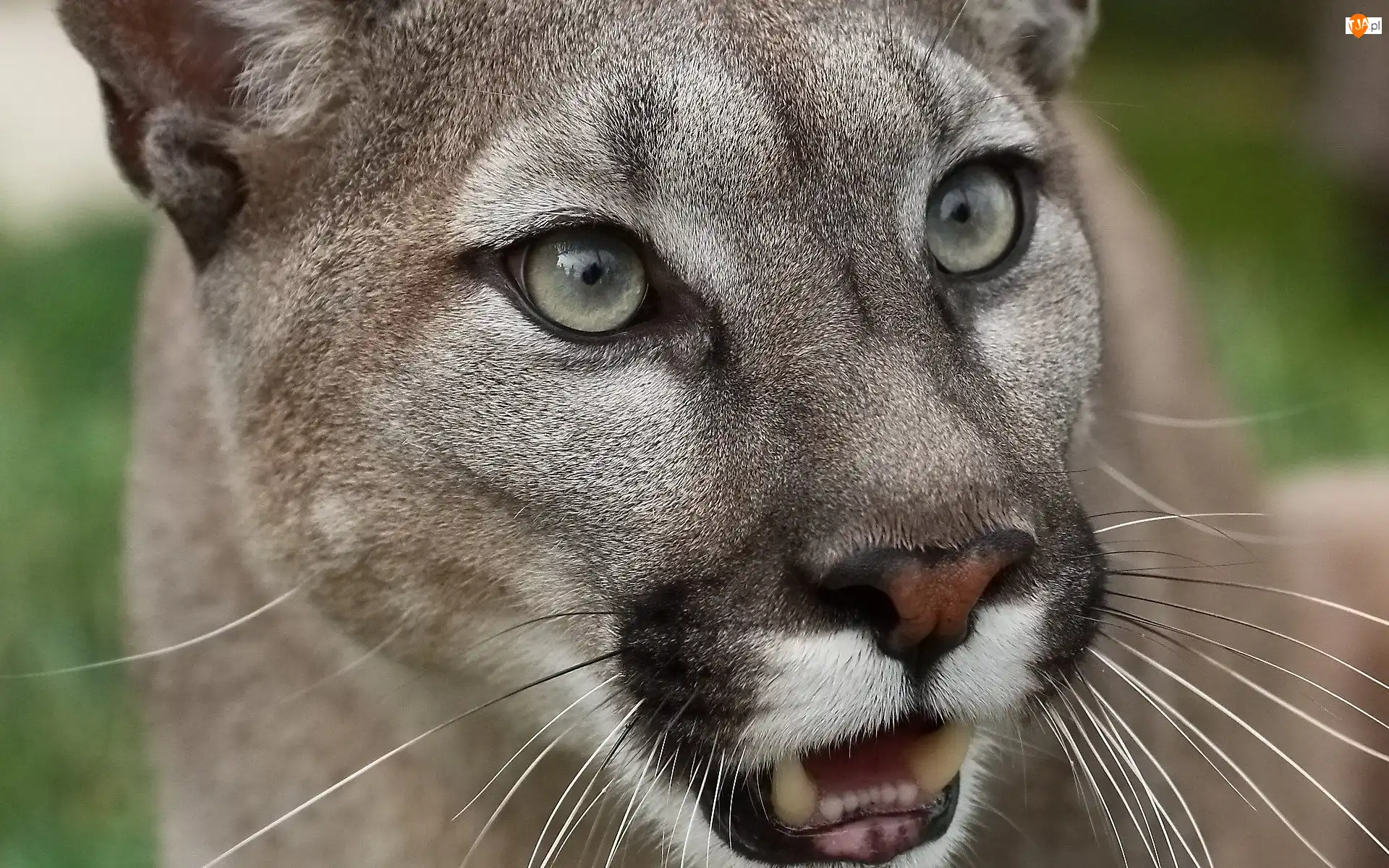 Głowa, Puma