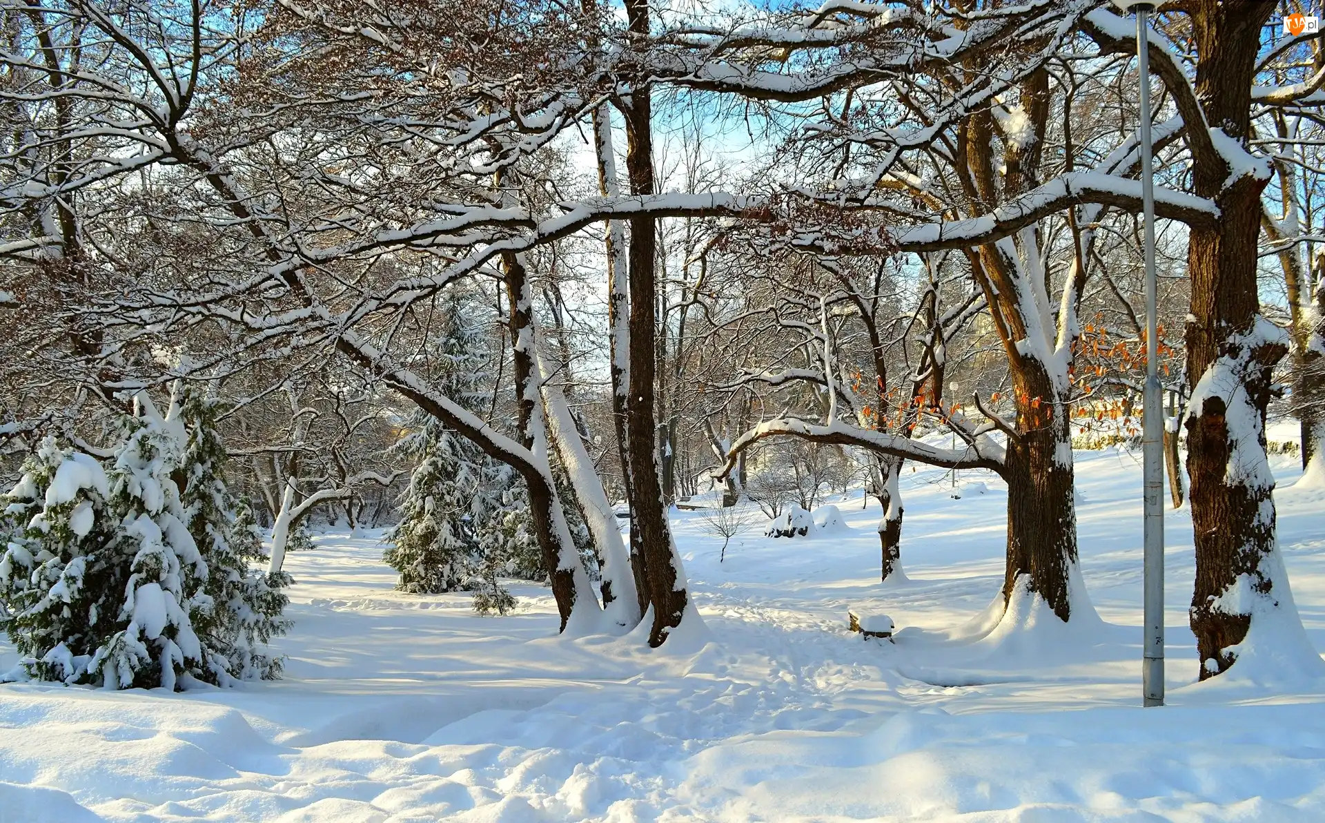 Park, Drzewa, Śnieg, Zima, Ośnieżone
