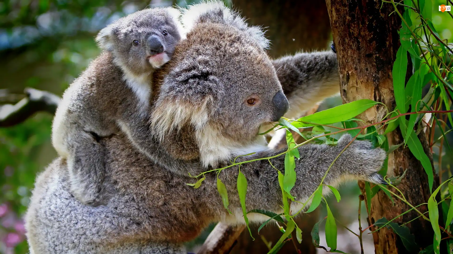 Liście, Misie, Koala, Drzewo