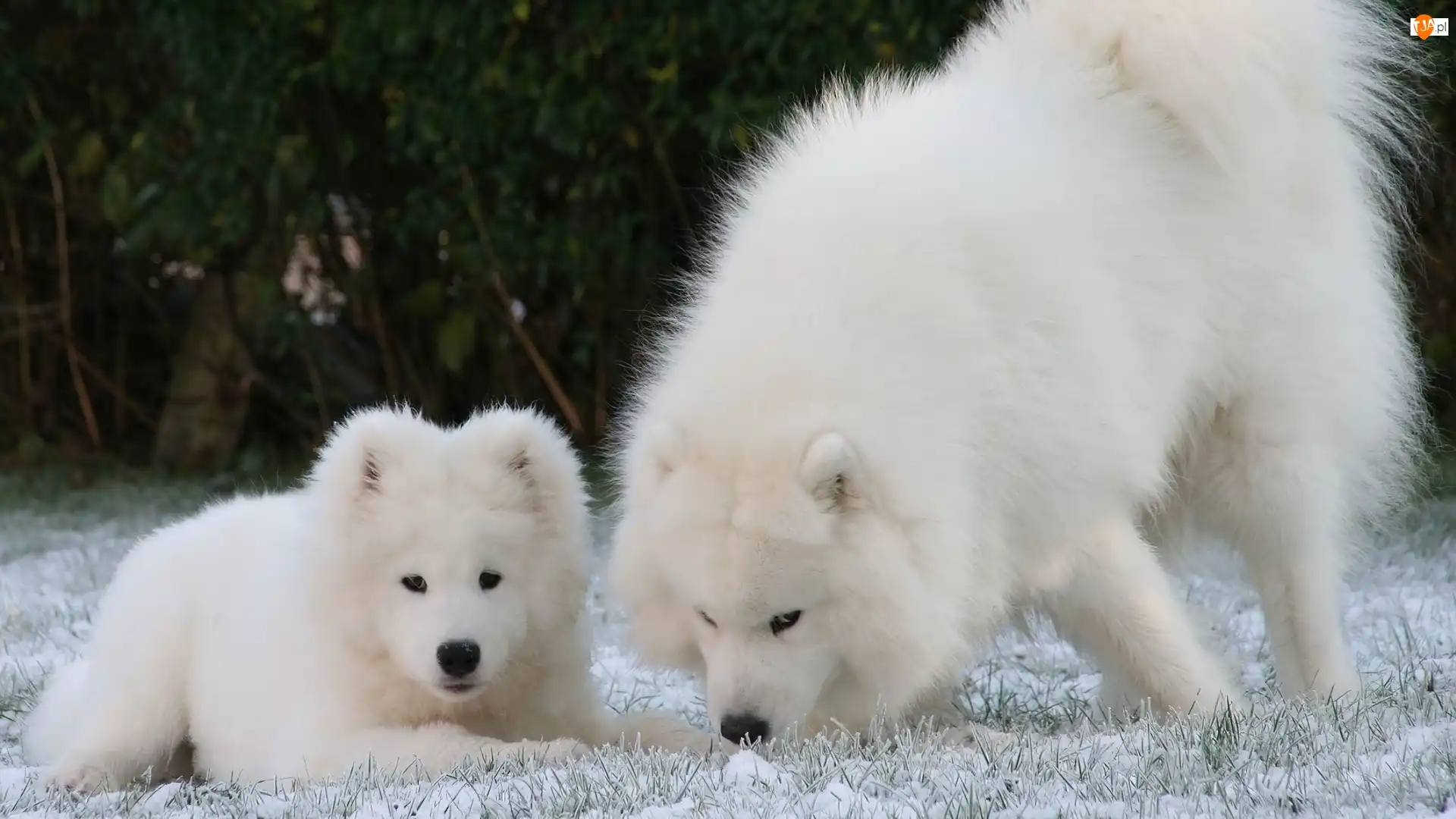 Samojed, Duży, Mały